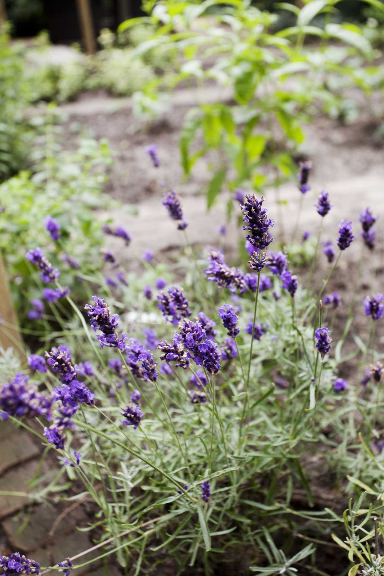 Gift card for Hotel Fidder - Patrick's Whiskybar