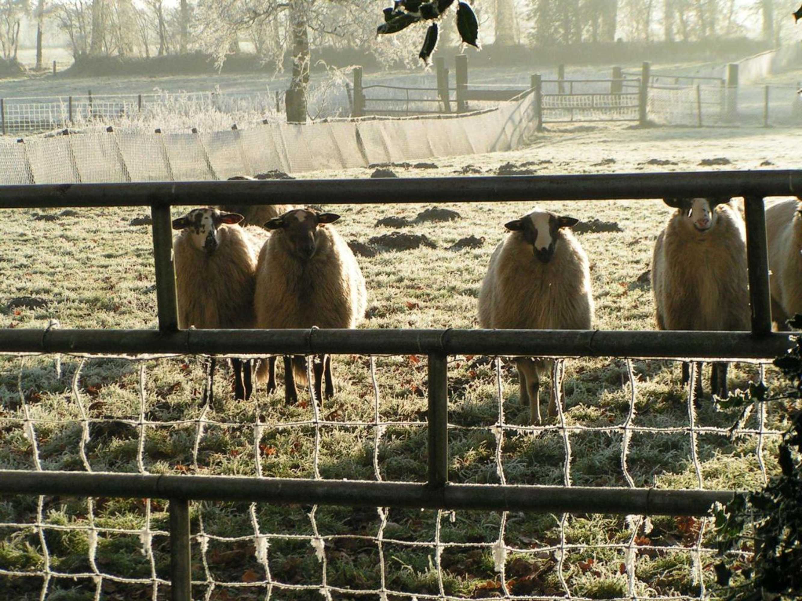 Gift card for Het Schepershoes