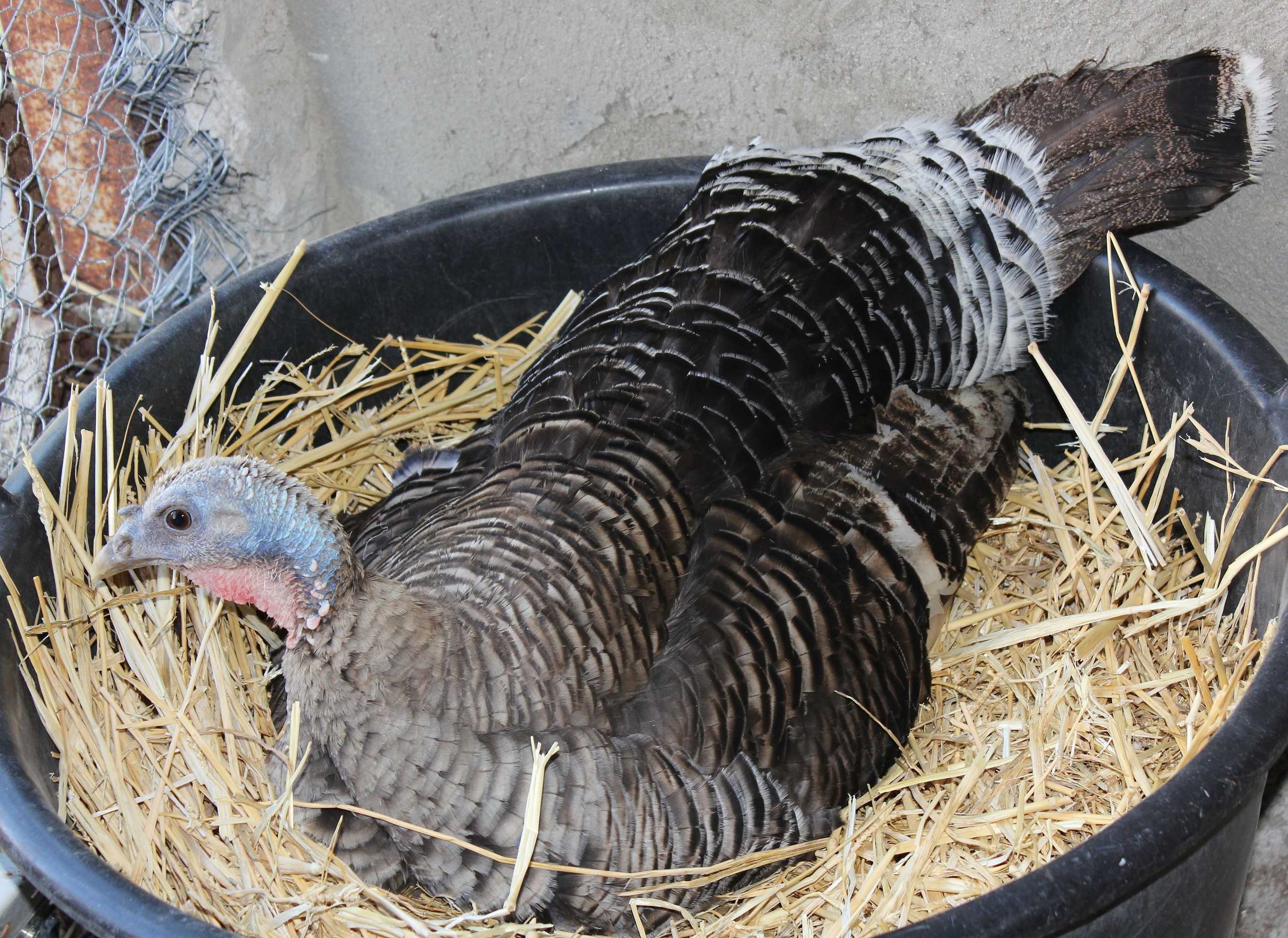 Gift card for Agriturismo La Casa di Bacco