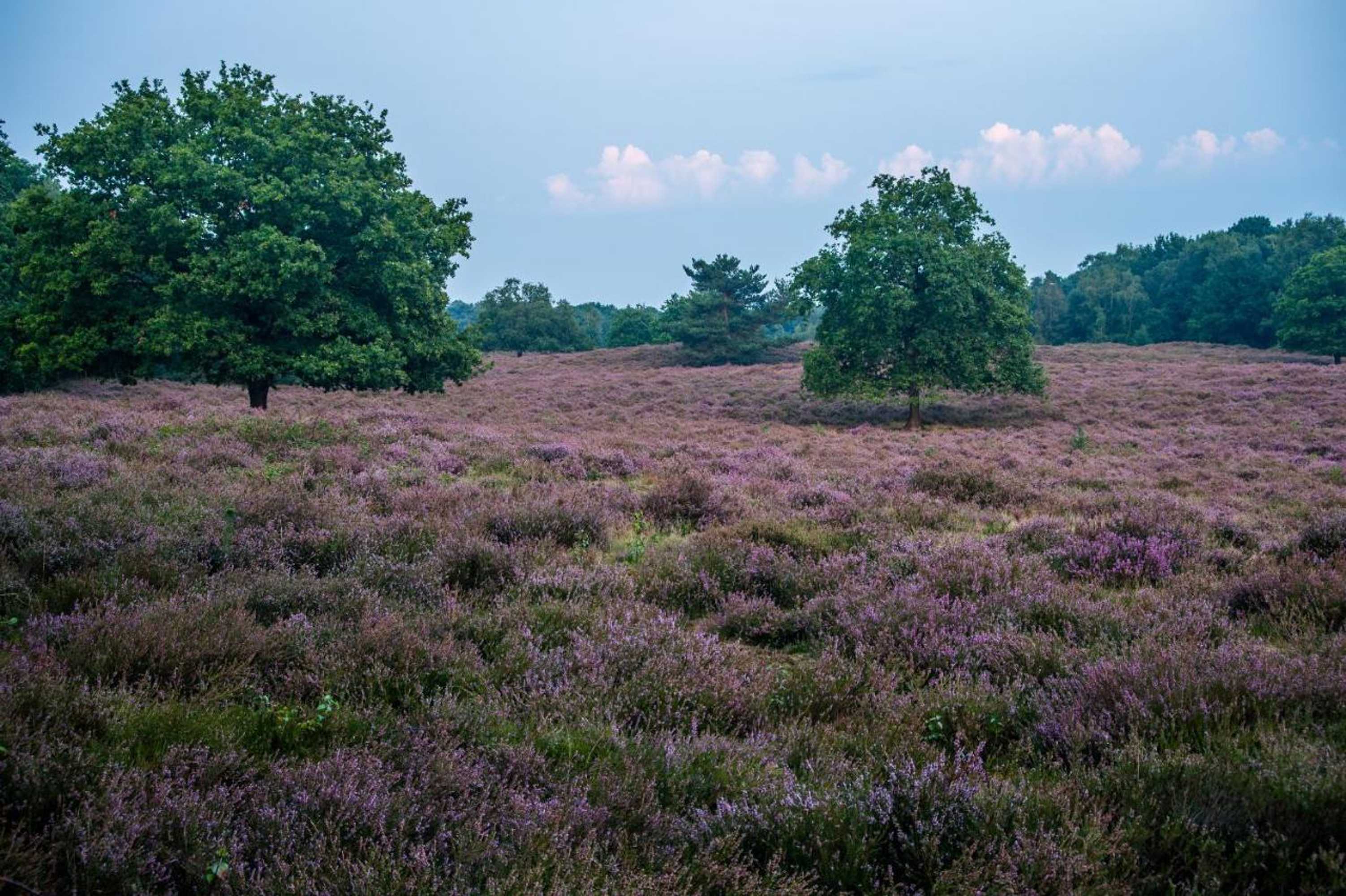 Gift card for B&b Bij de 3 Linden