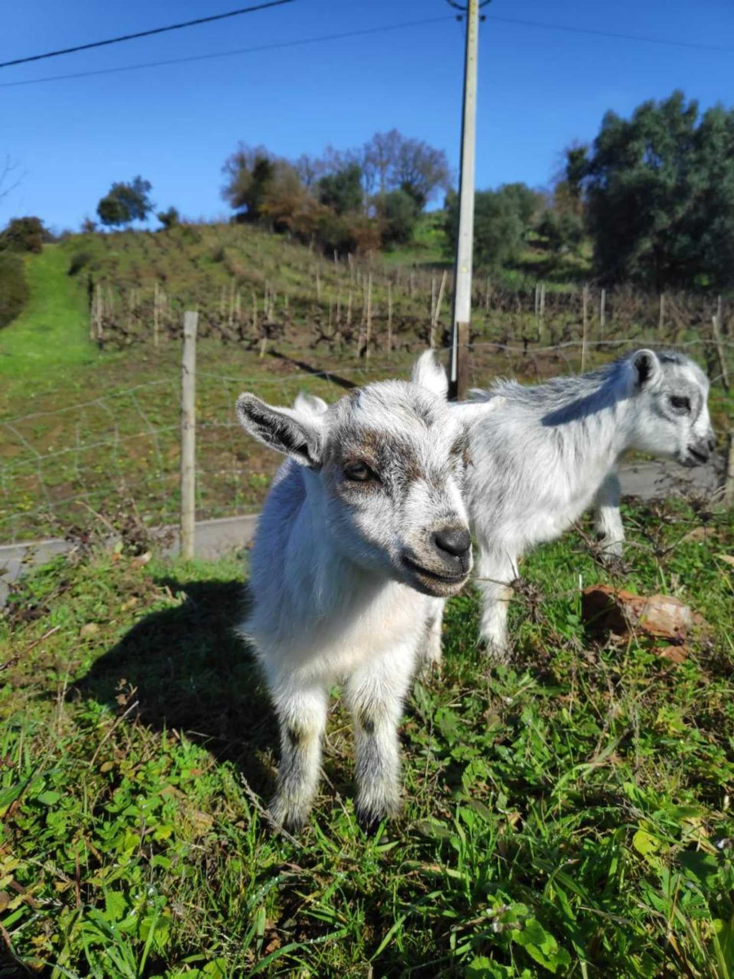 Gift card for Nature Et Al House