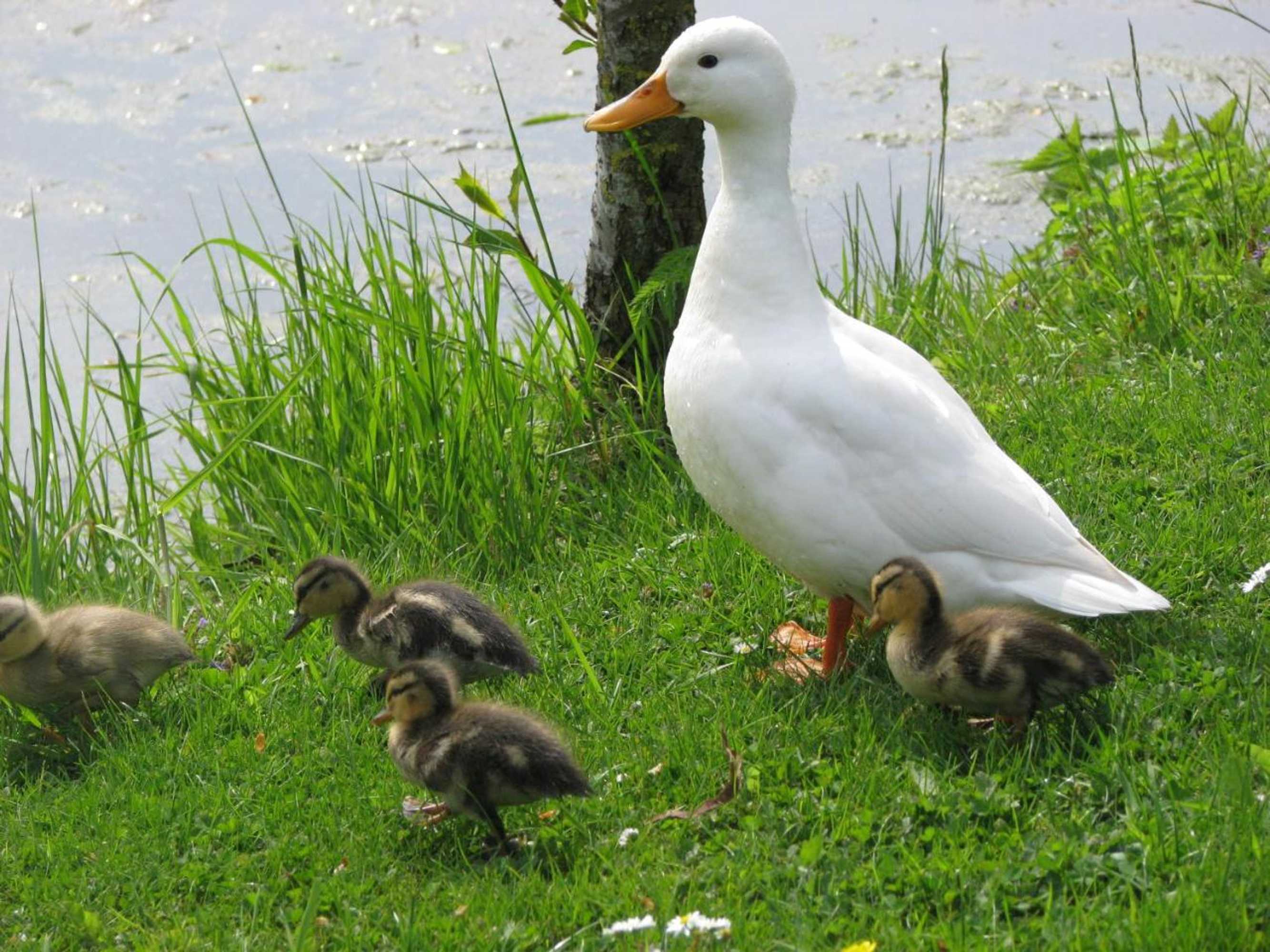 Gift card for Camping De Grienduil