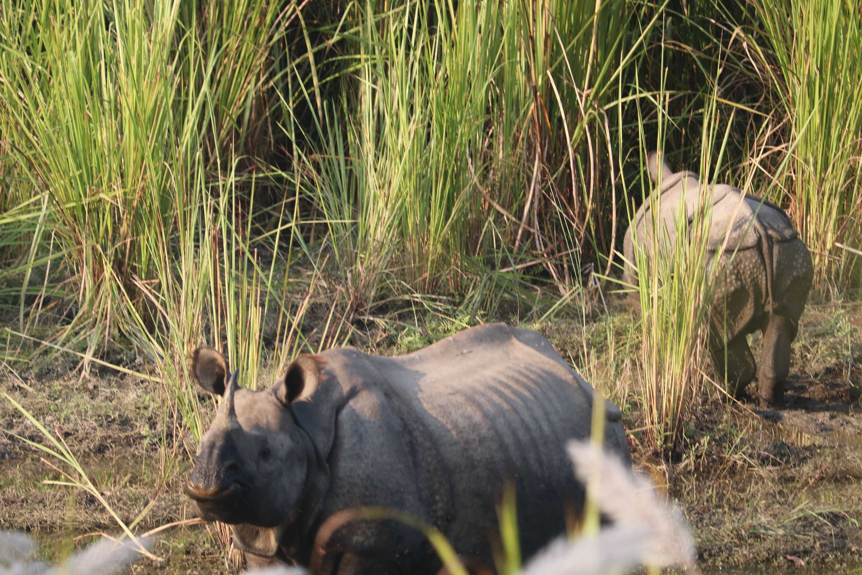 Gift card for Hotel National Park Sauraha- Homely Stay And Peaceful Location With Jungle Safari Arrangements Gift card for Hotel National Park Sauraha- Homely Stay And Peaceful Location With Jungle Safari Arrangements