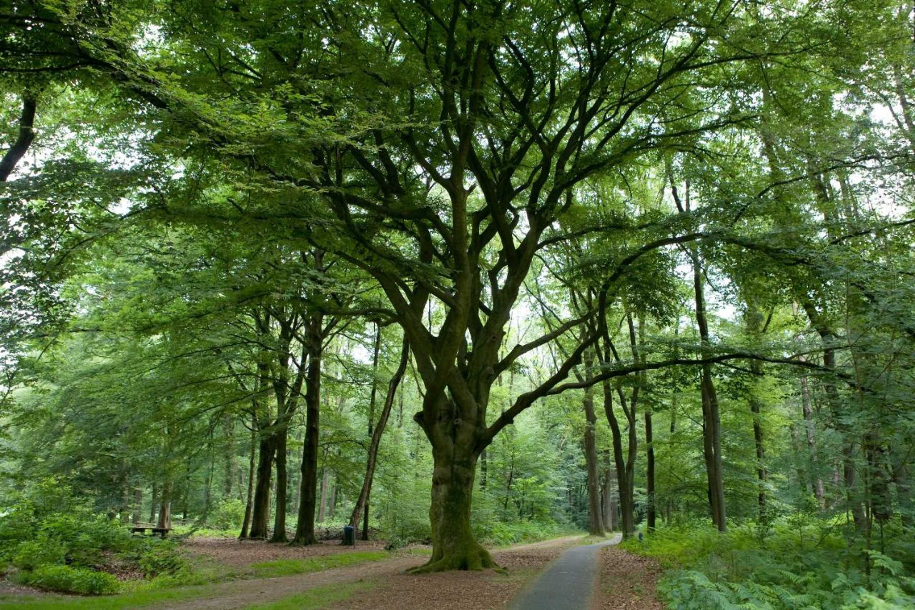 Gift card for B&b de Kerk