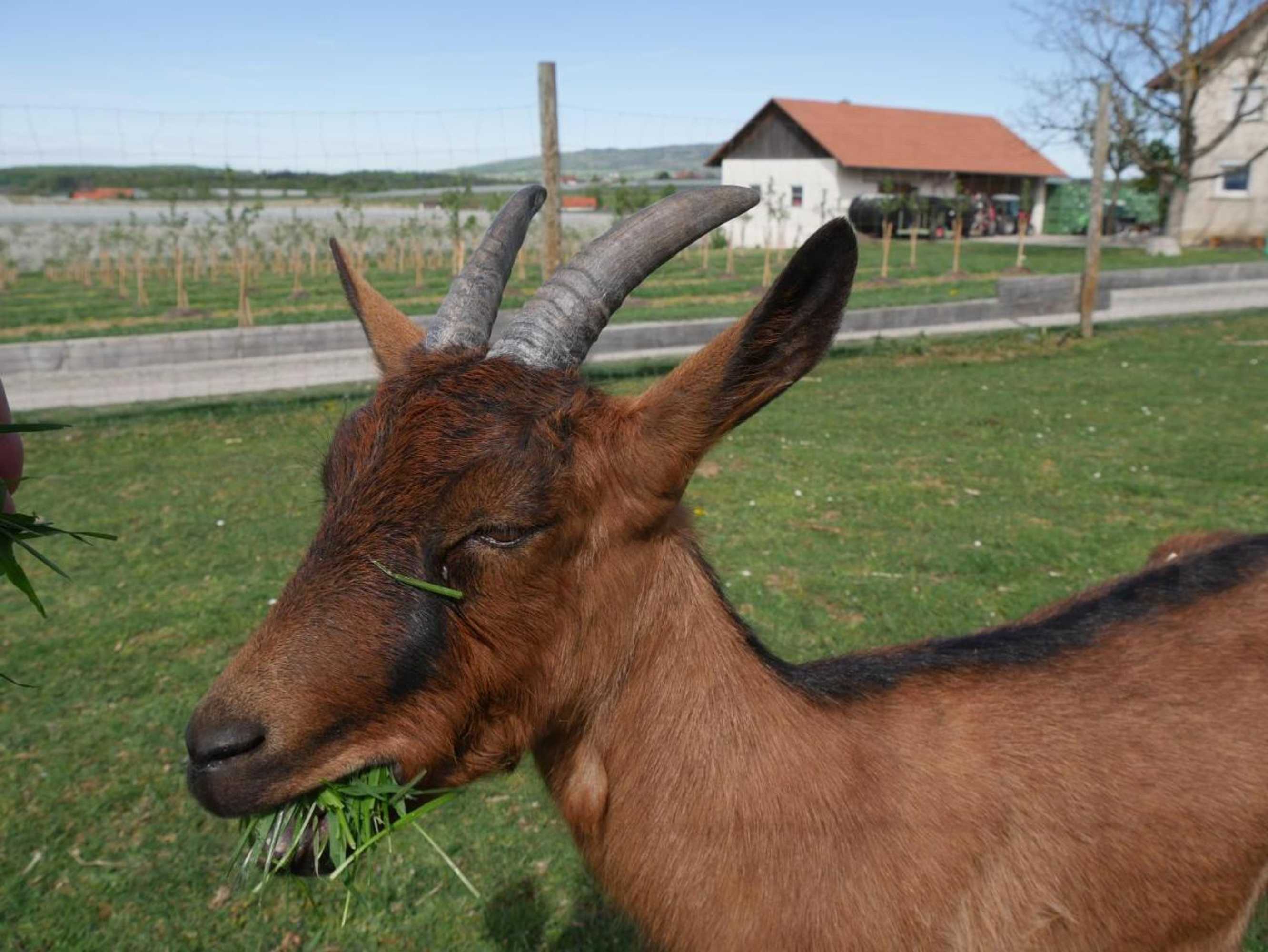 Gift card for Höhlerhof