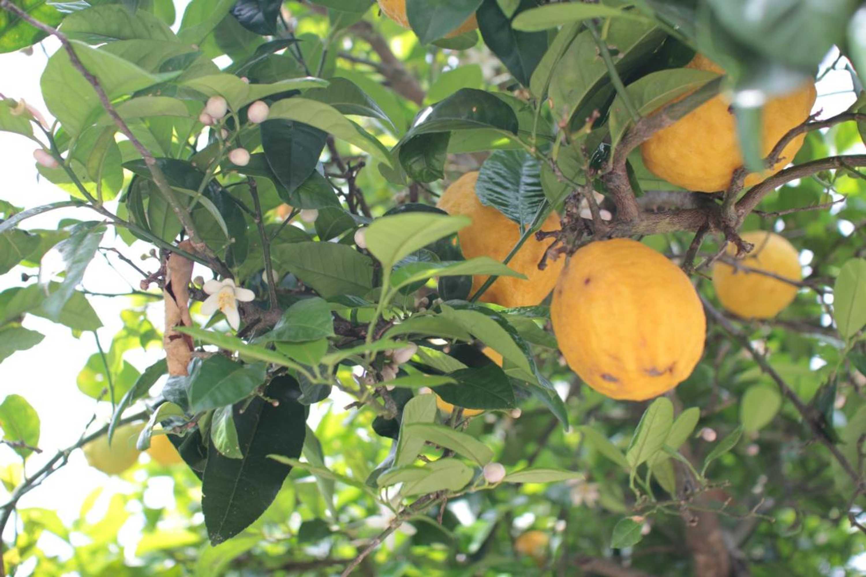 Gift card for Quinta Casa da Fonte