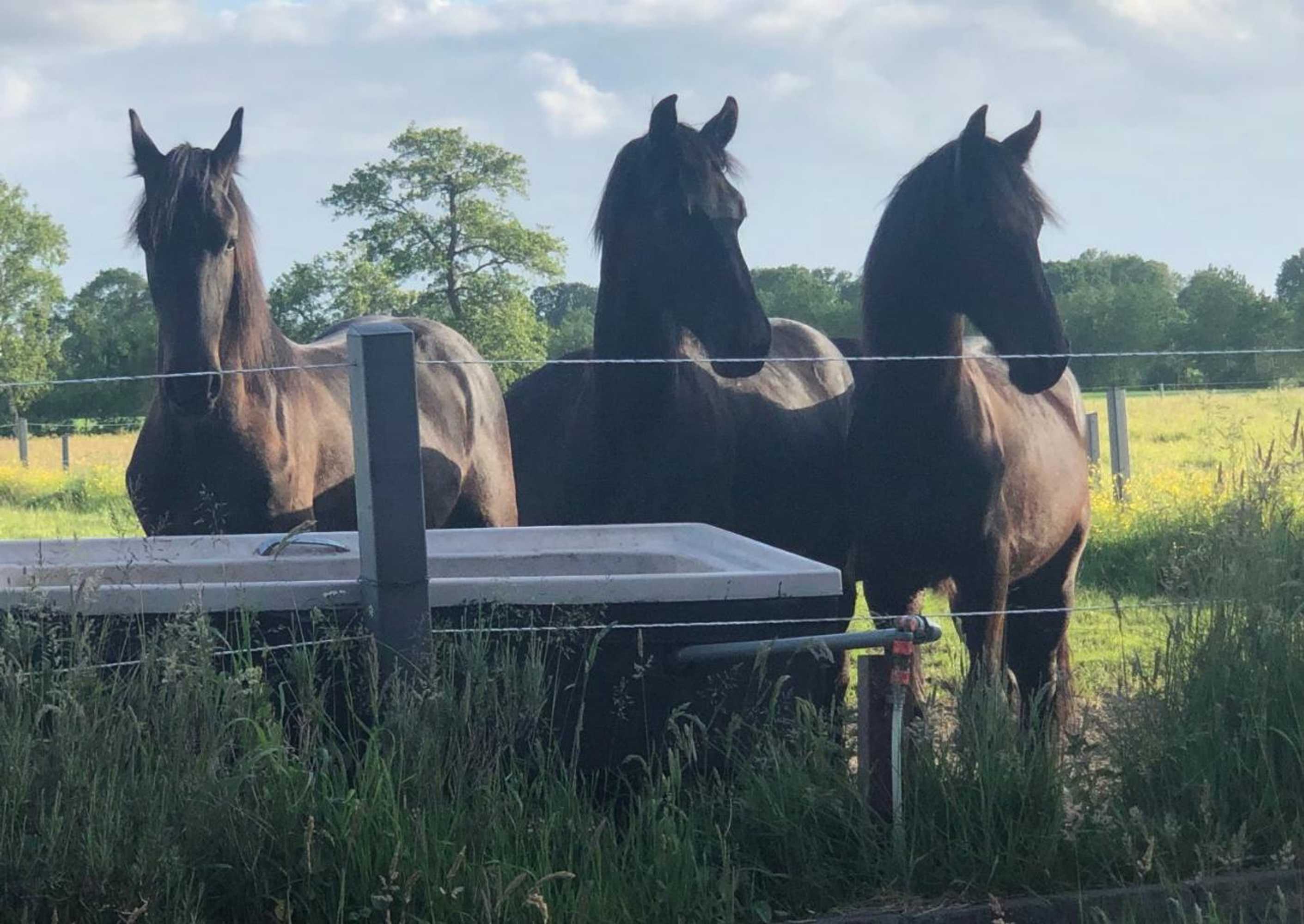 Gift card for The Black Horse B&b & More