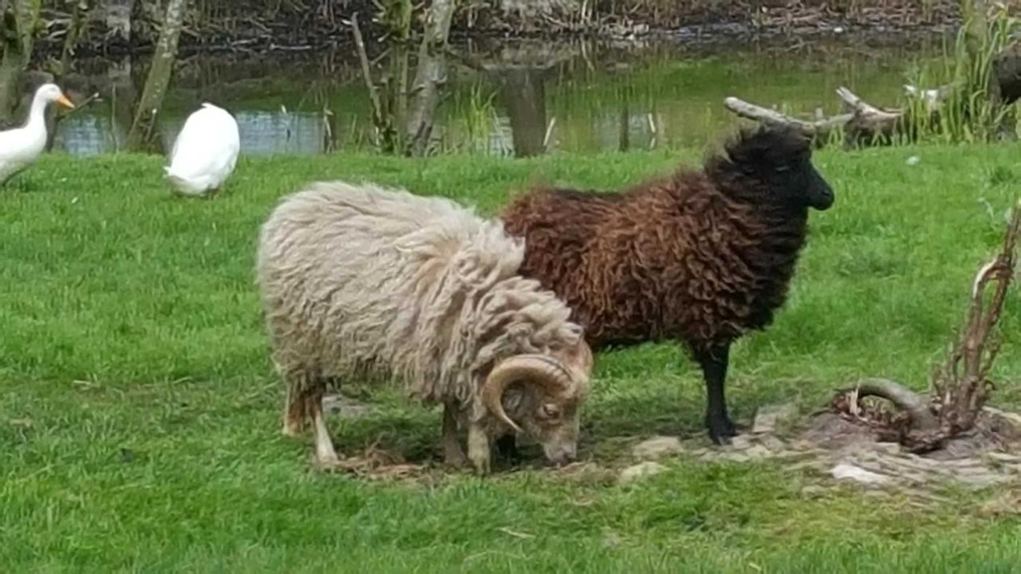 Gift card for Bed & Breakfast De Koegang