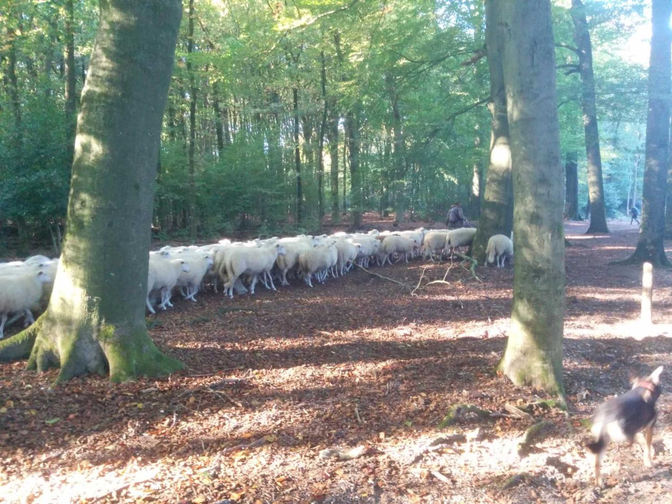 Gift card for Chalet Hoenderloo Beuk