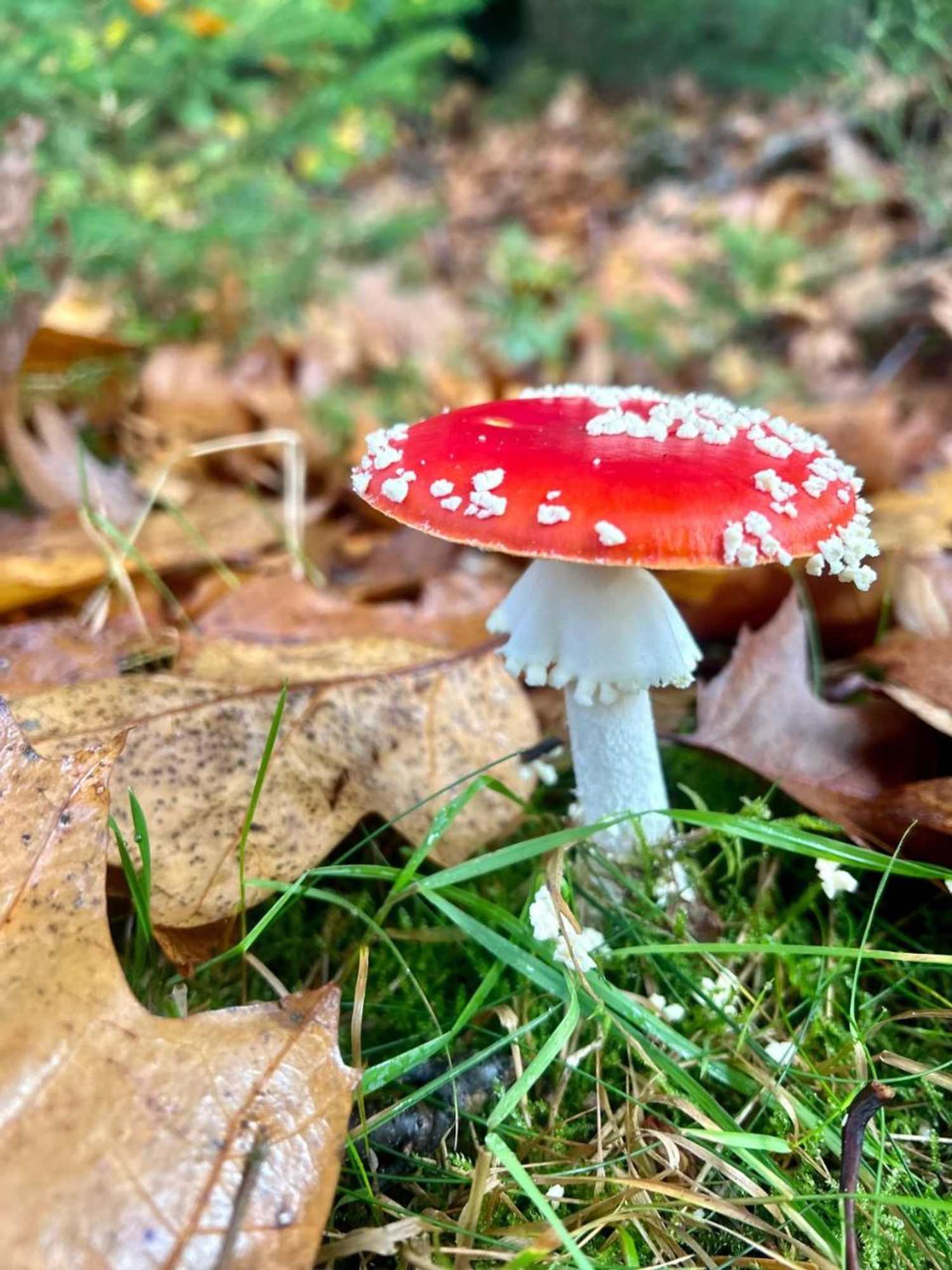 Gift card for B&b In de Aap Gelogeerd