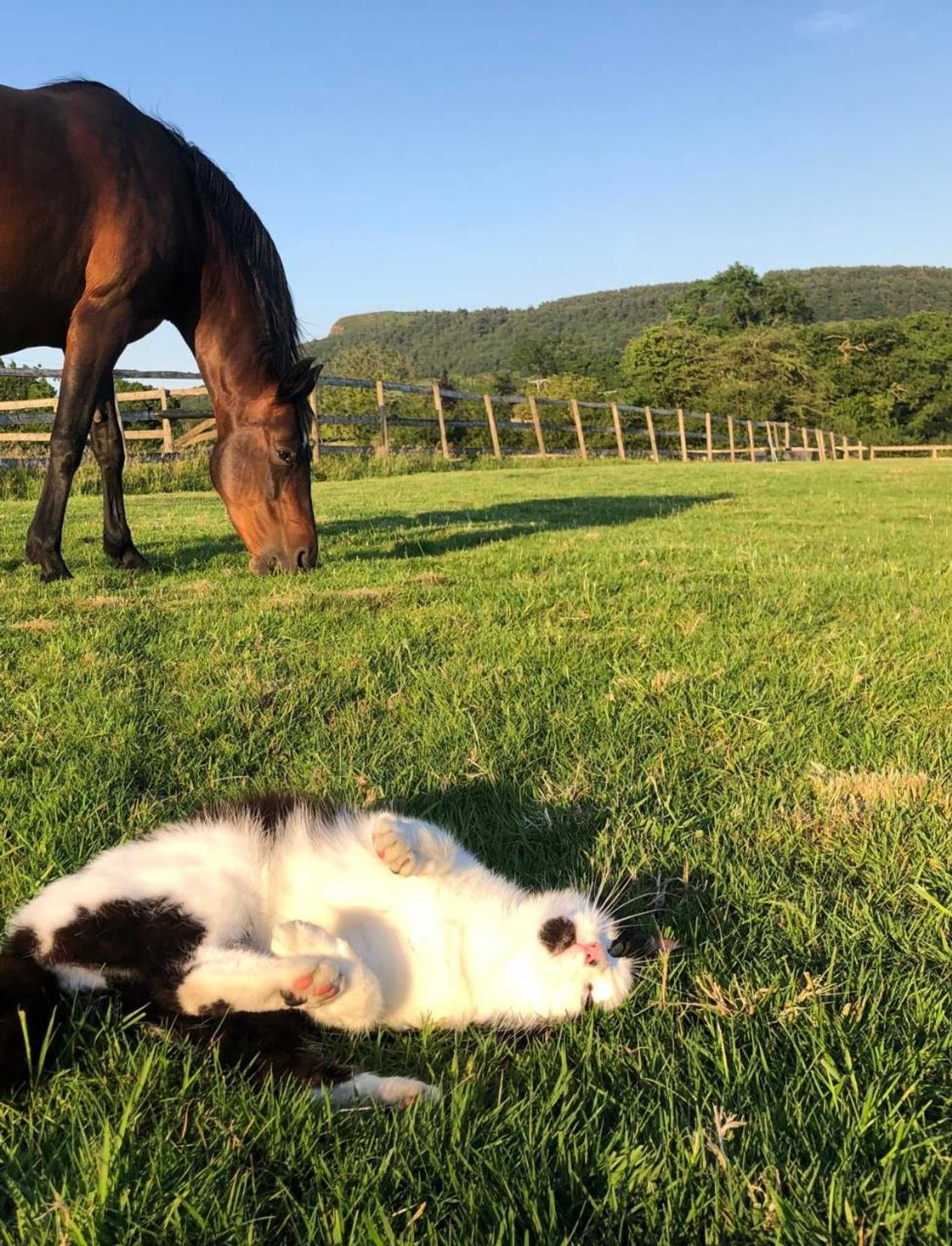 Gift card for The Saddlery Cheshire