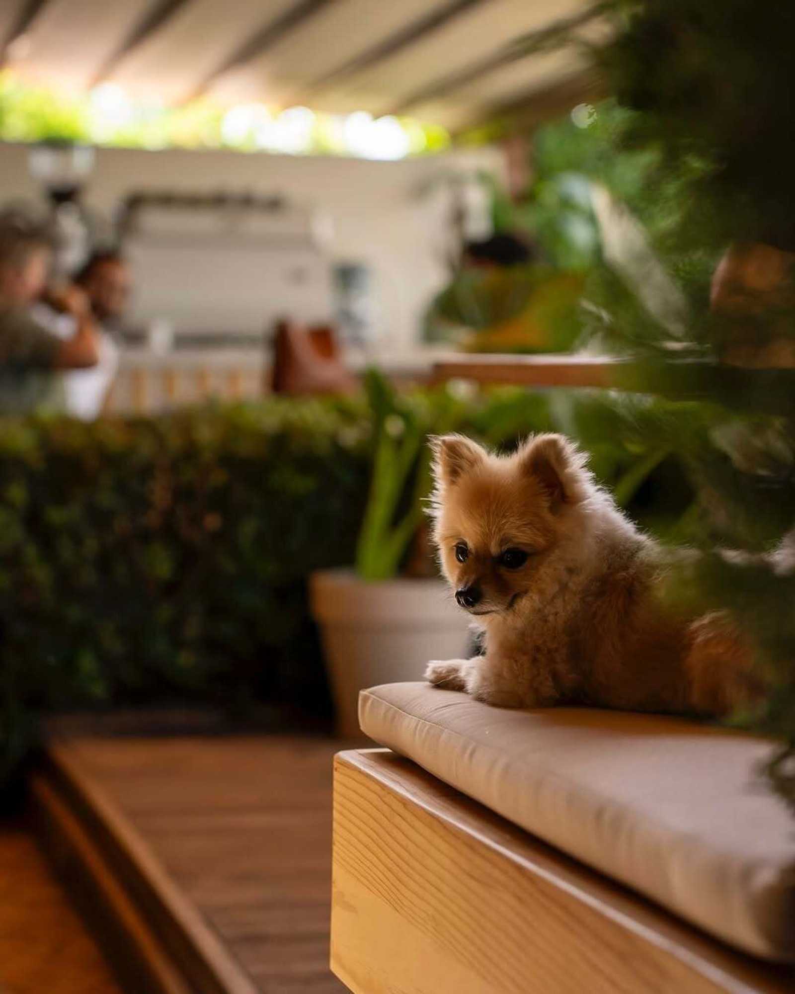 Gift card for Hotel Lotus Spa&sport Akyaka