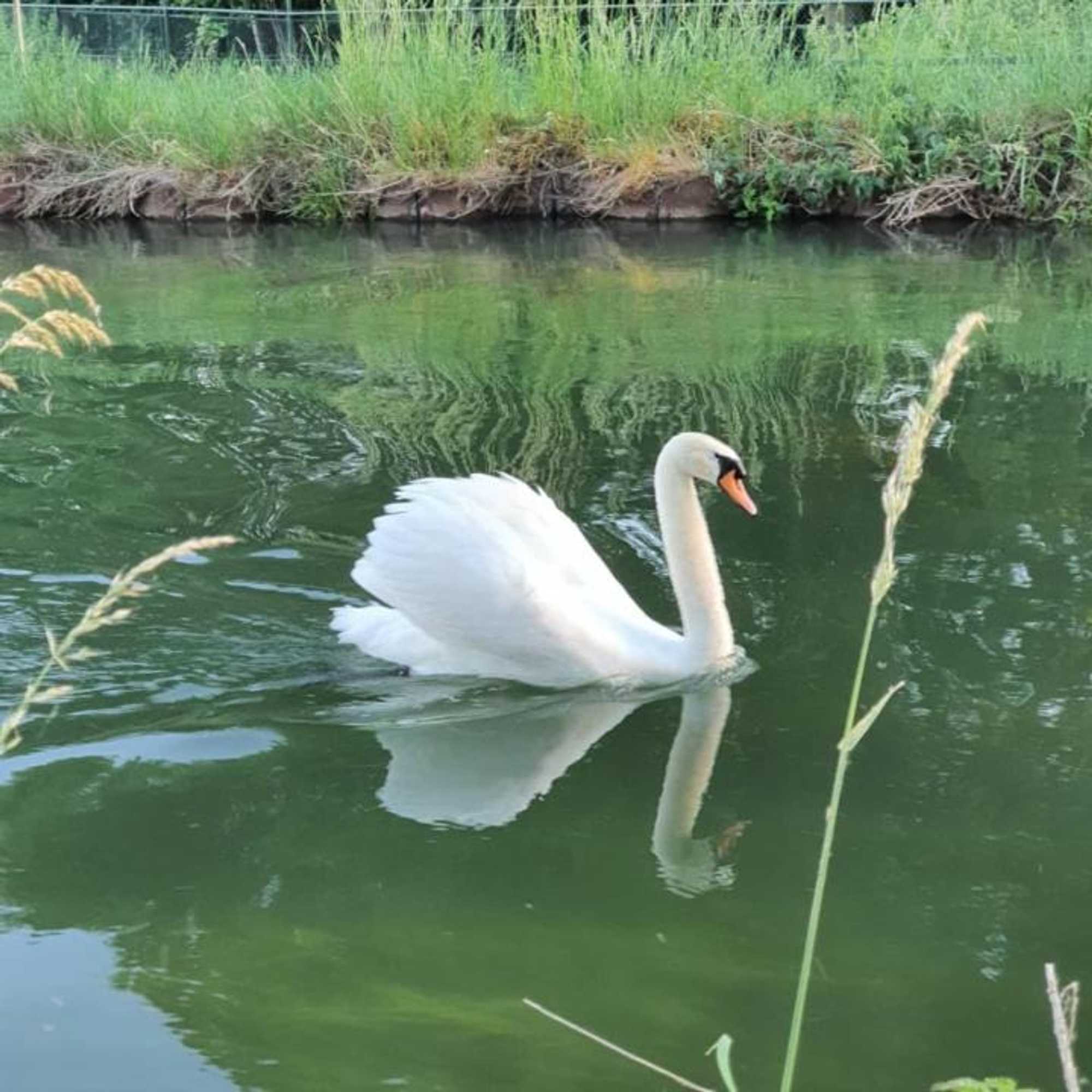 Gift card for De Vliegende Vlinder