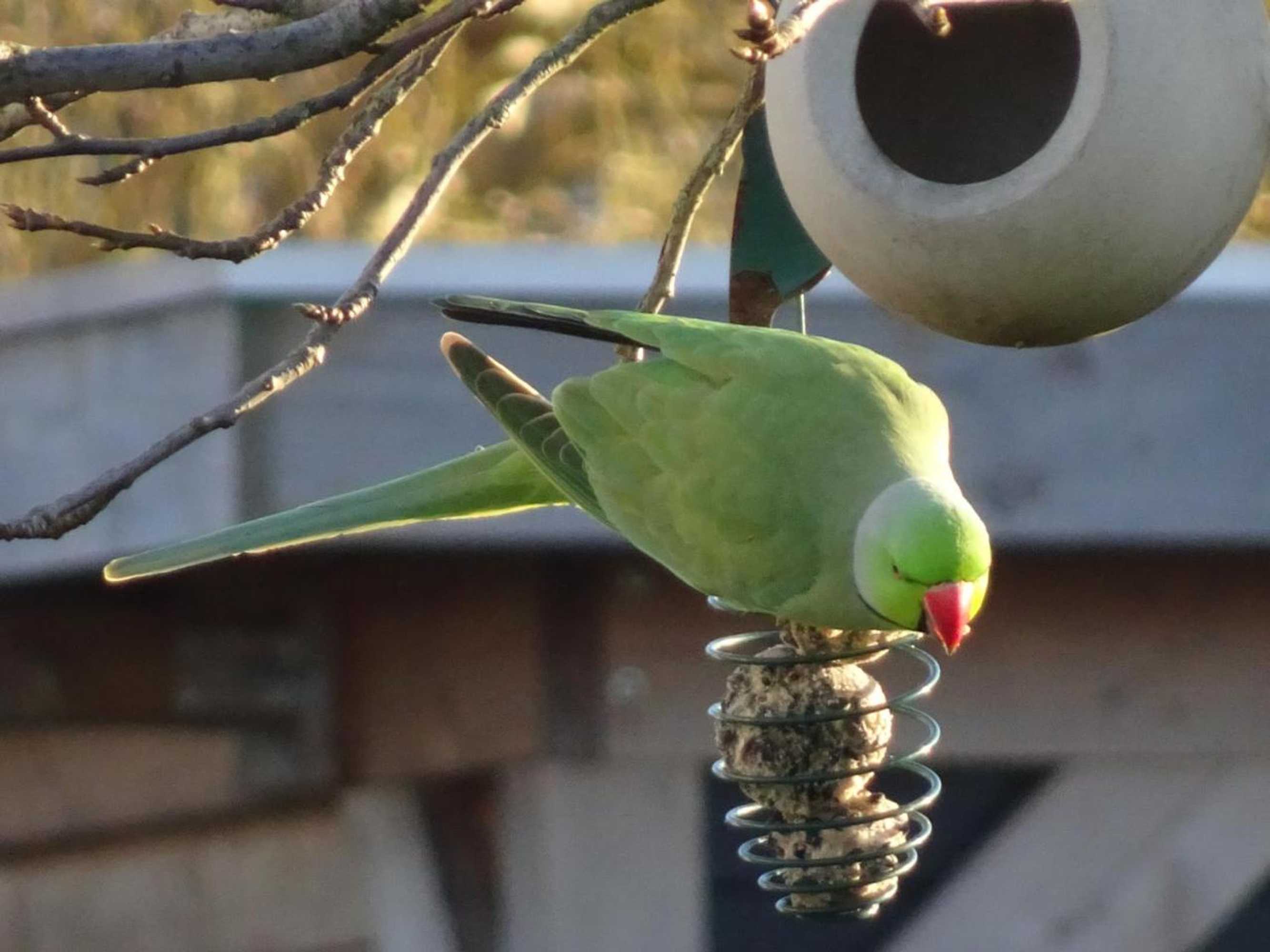 Gift card for De Kopstoof