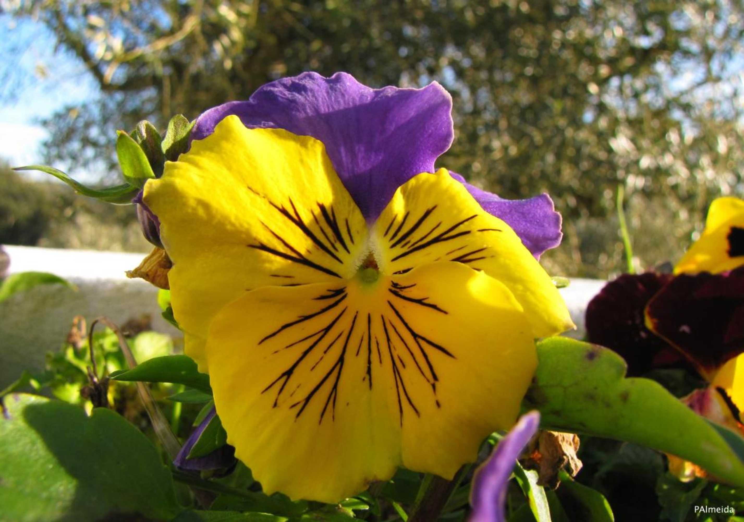 Gift card for Quinta do Cerquito