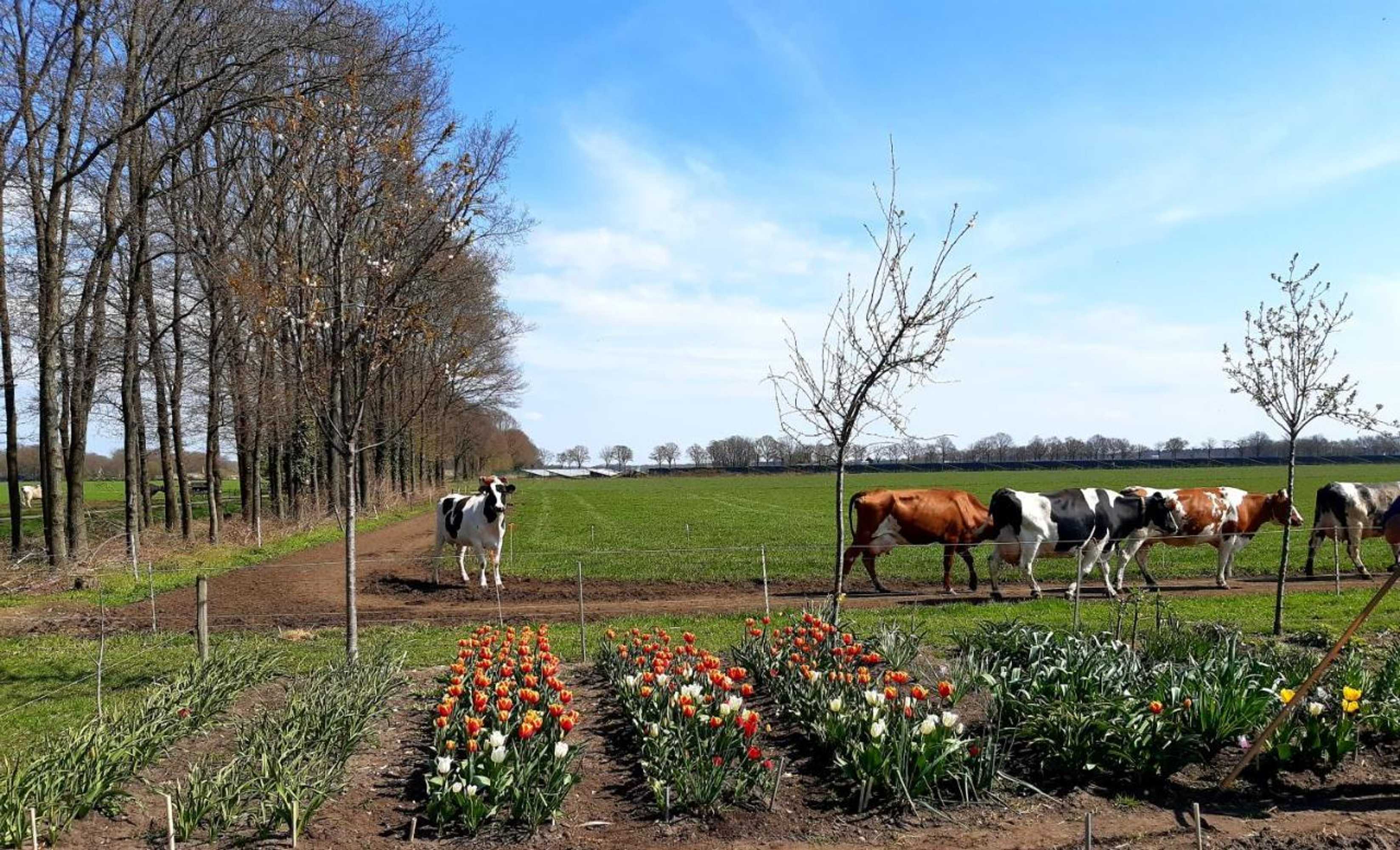 Gift card for B&b De Volkelse Hooiberg