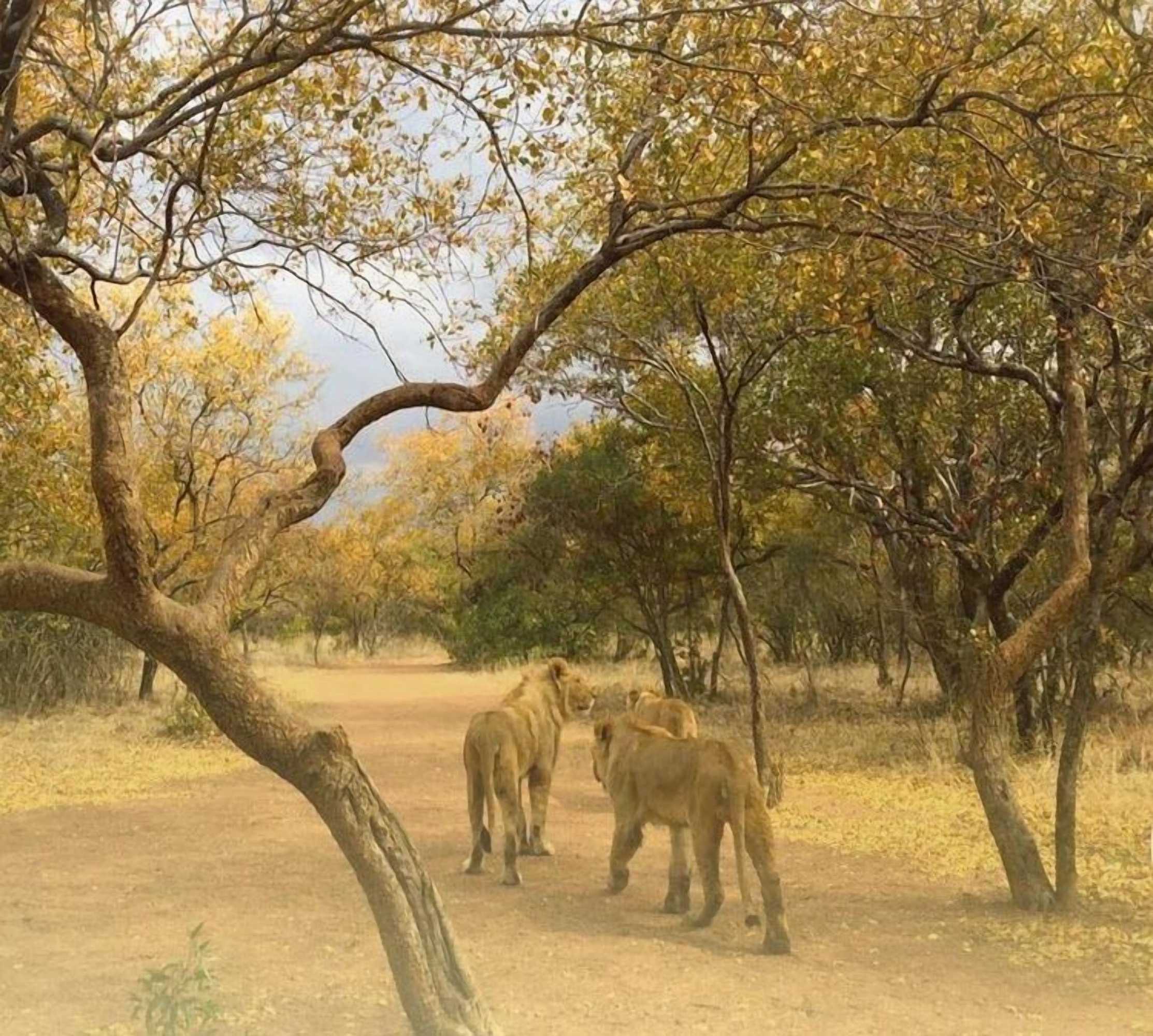 Gift card for Ukutula Lodge & Game Reserve Gift card for Ukutula Lodge & Game Reserve