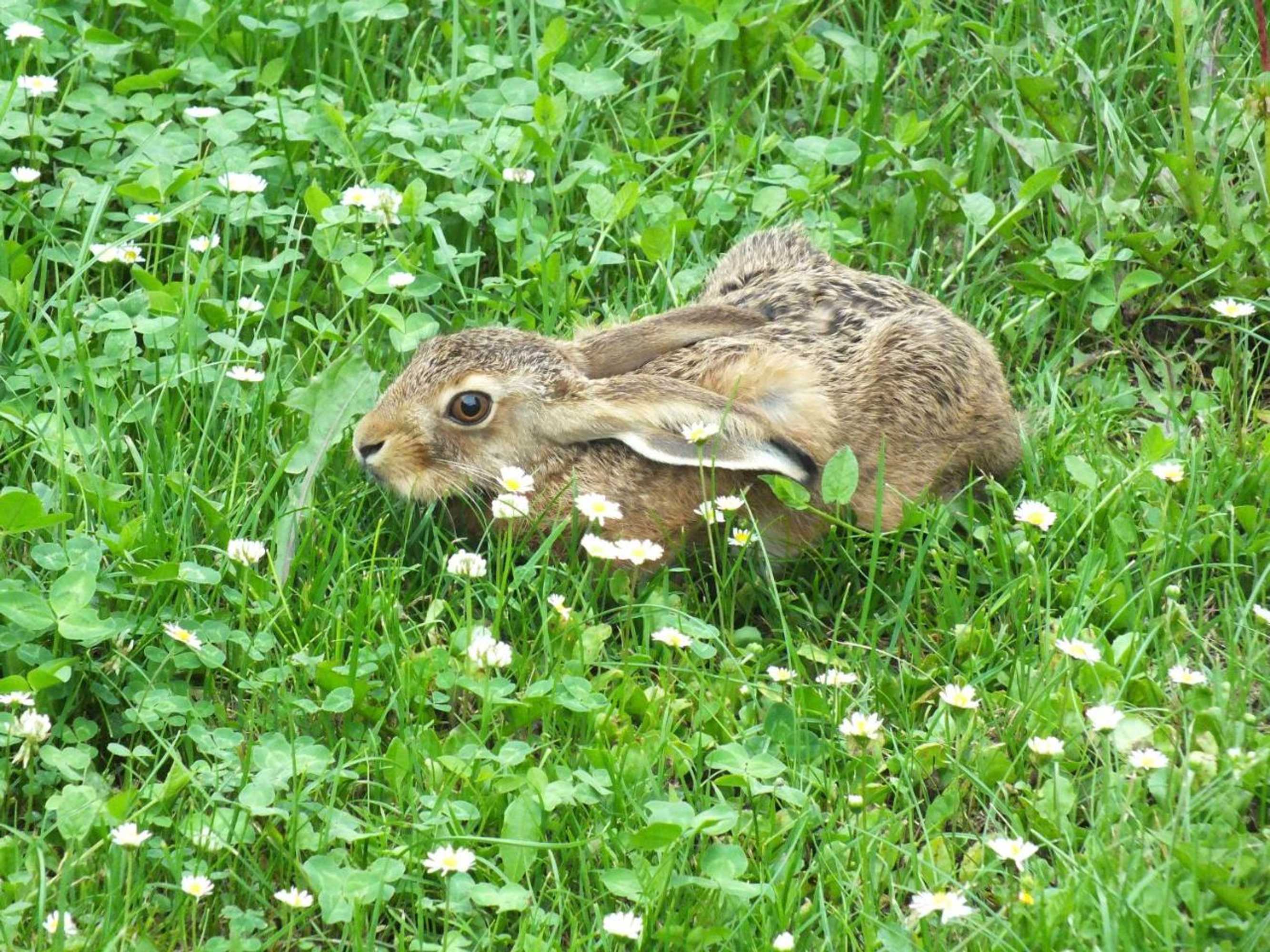 Gift card for Pension am Elberadweg