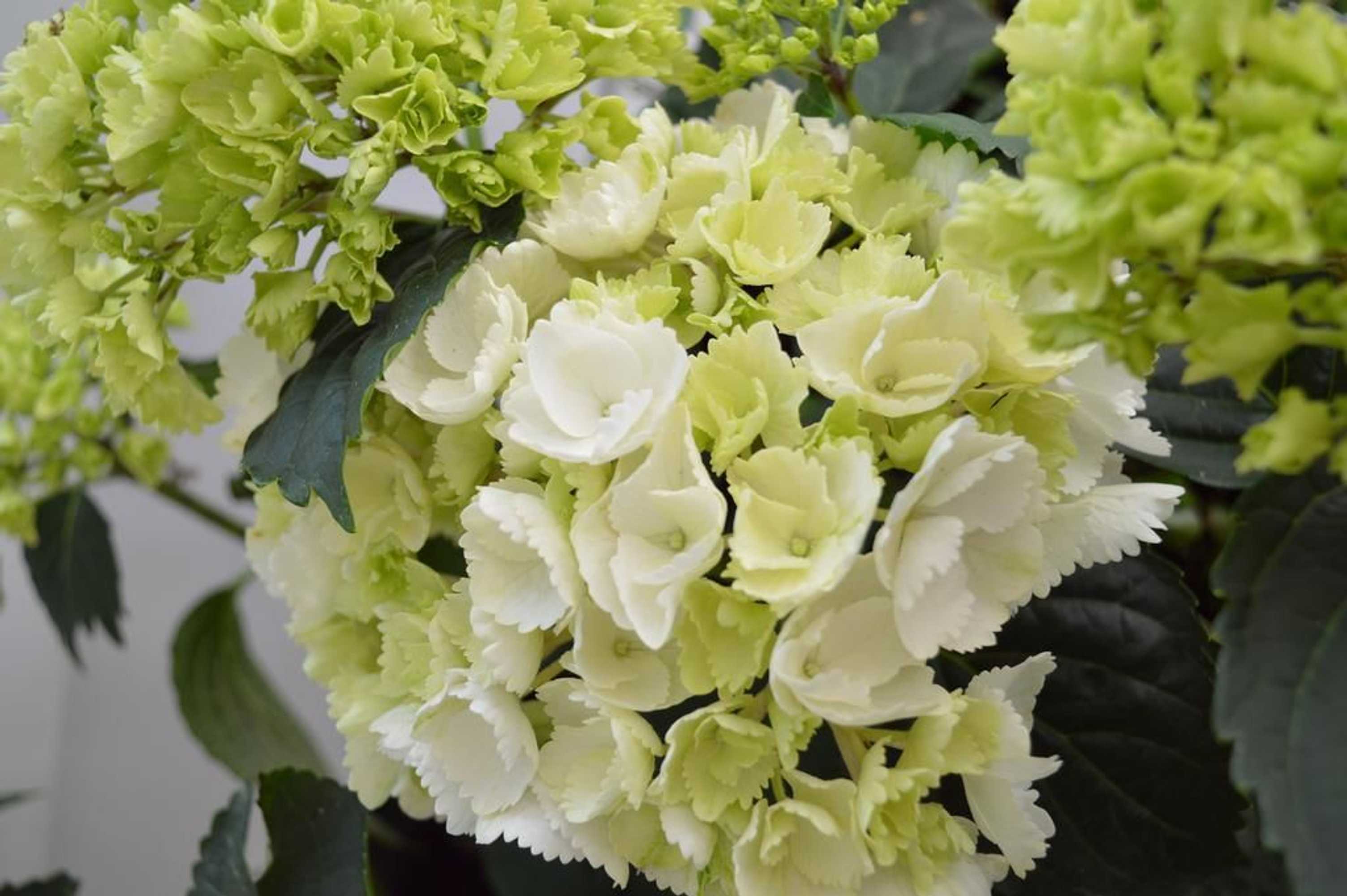 Gift card for Arosa Hotel