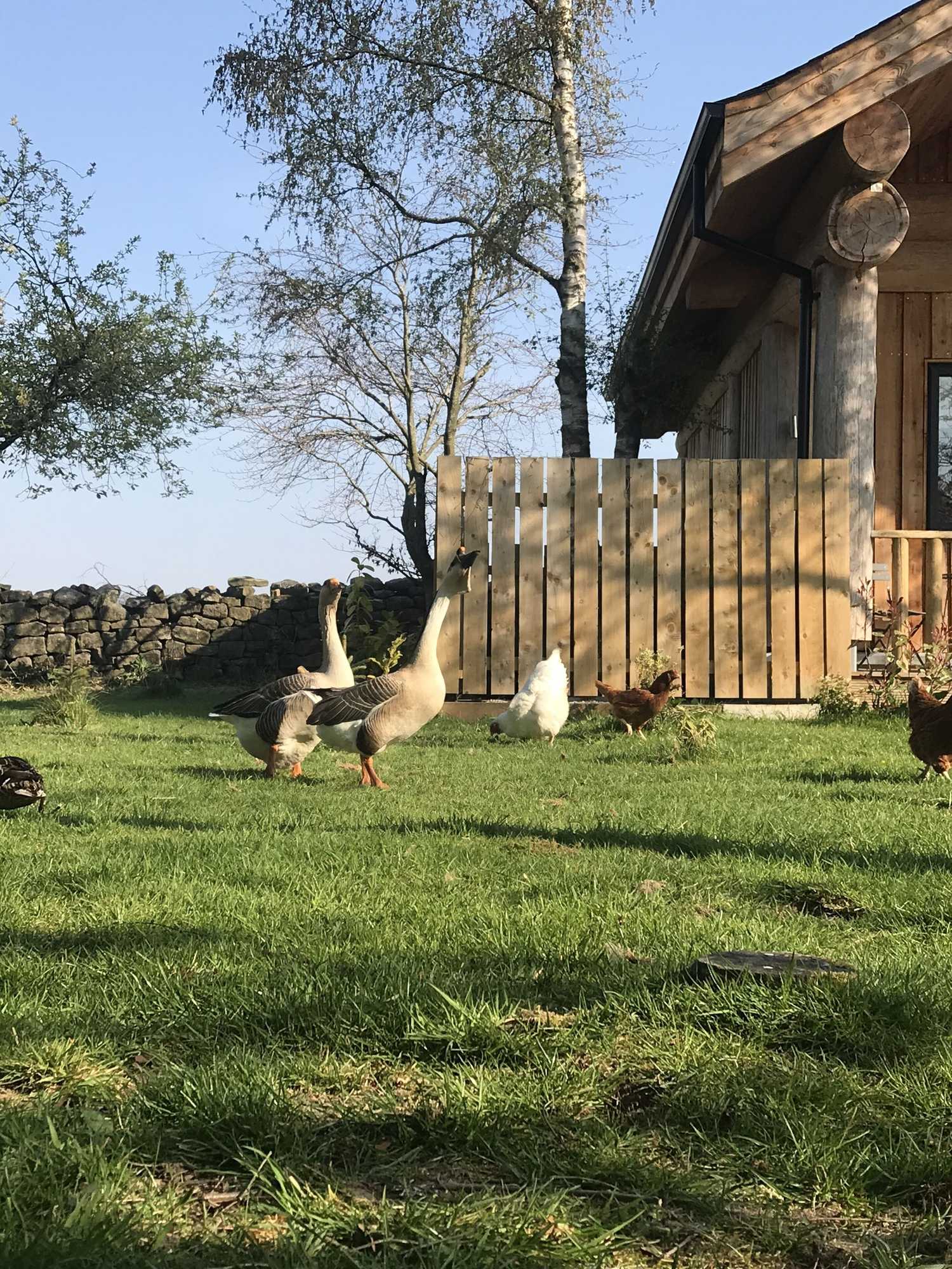 Gift card for Braisty Woods - Hopes & Beams