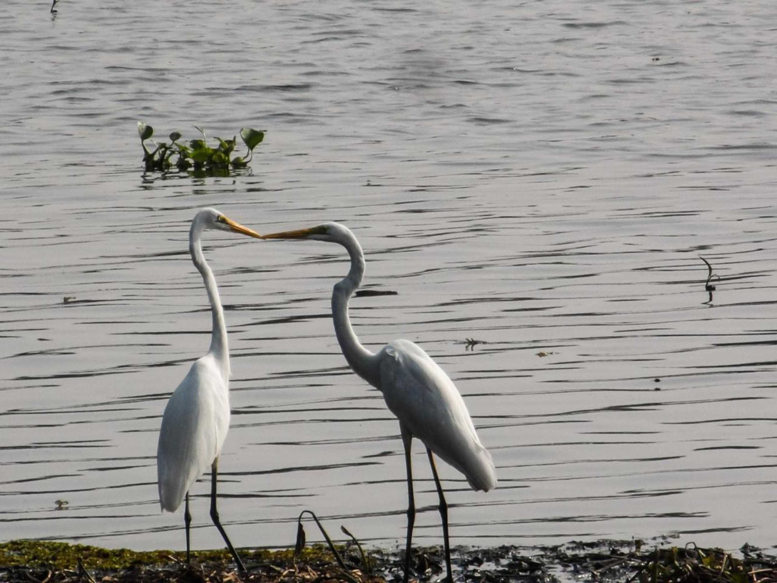 Gift card for Twin Waters Resort