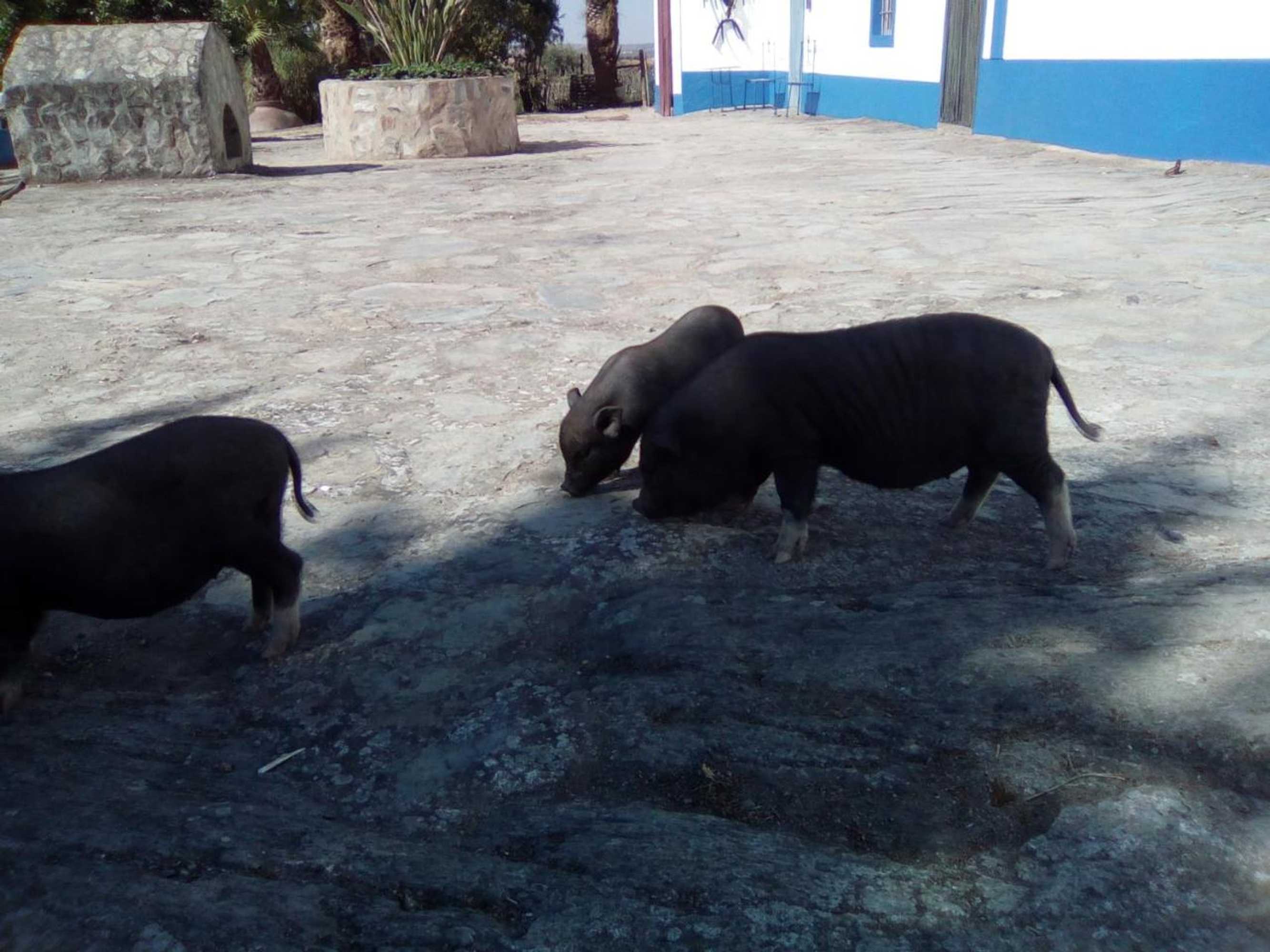 Gift card for Monte Das Galhanas