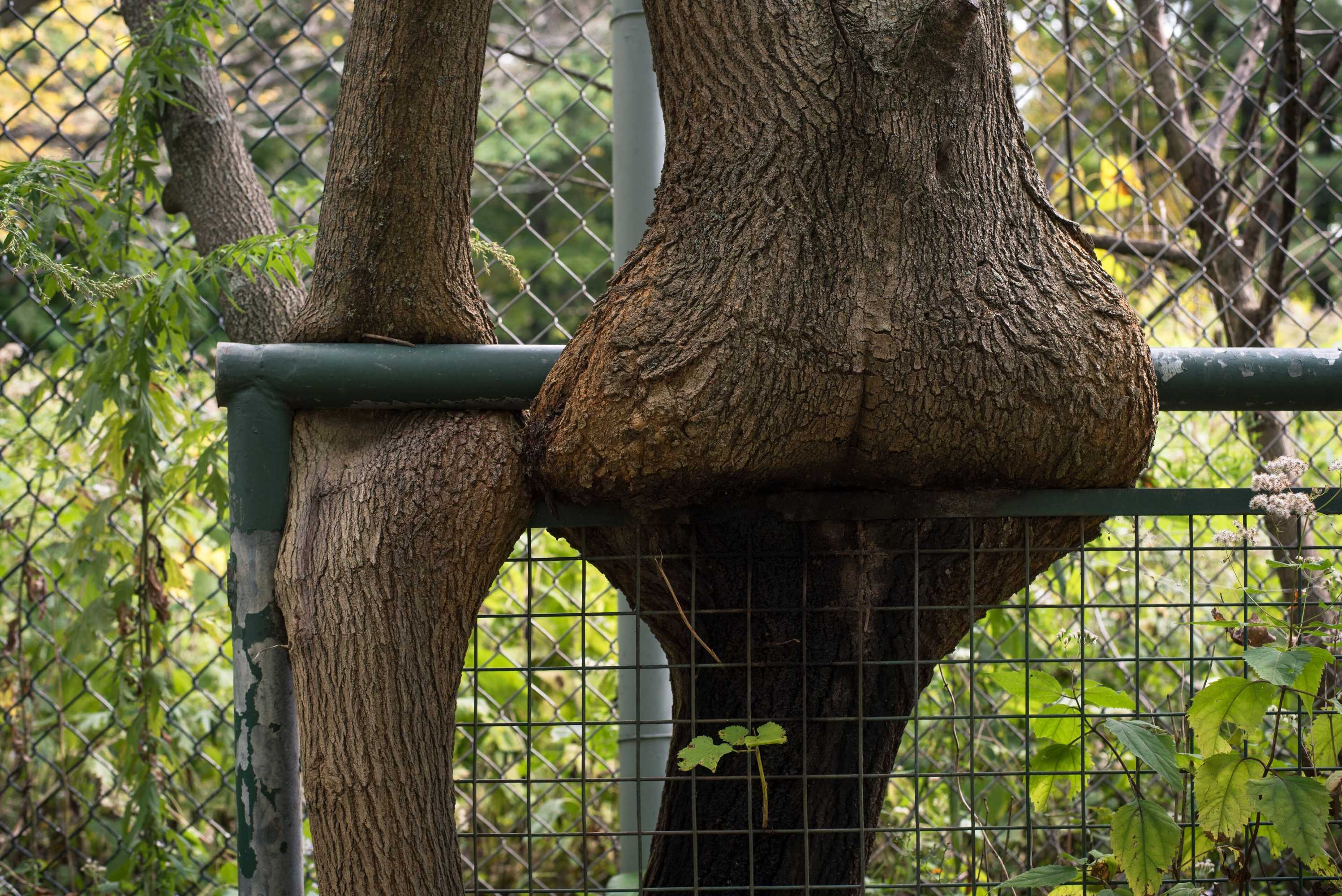 Gift card for The Old Catskill Game Farm Inn