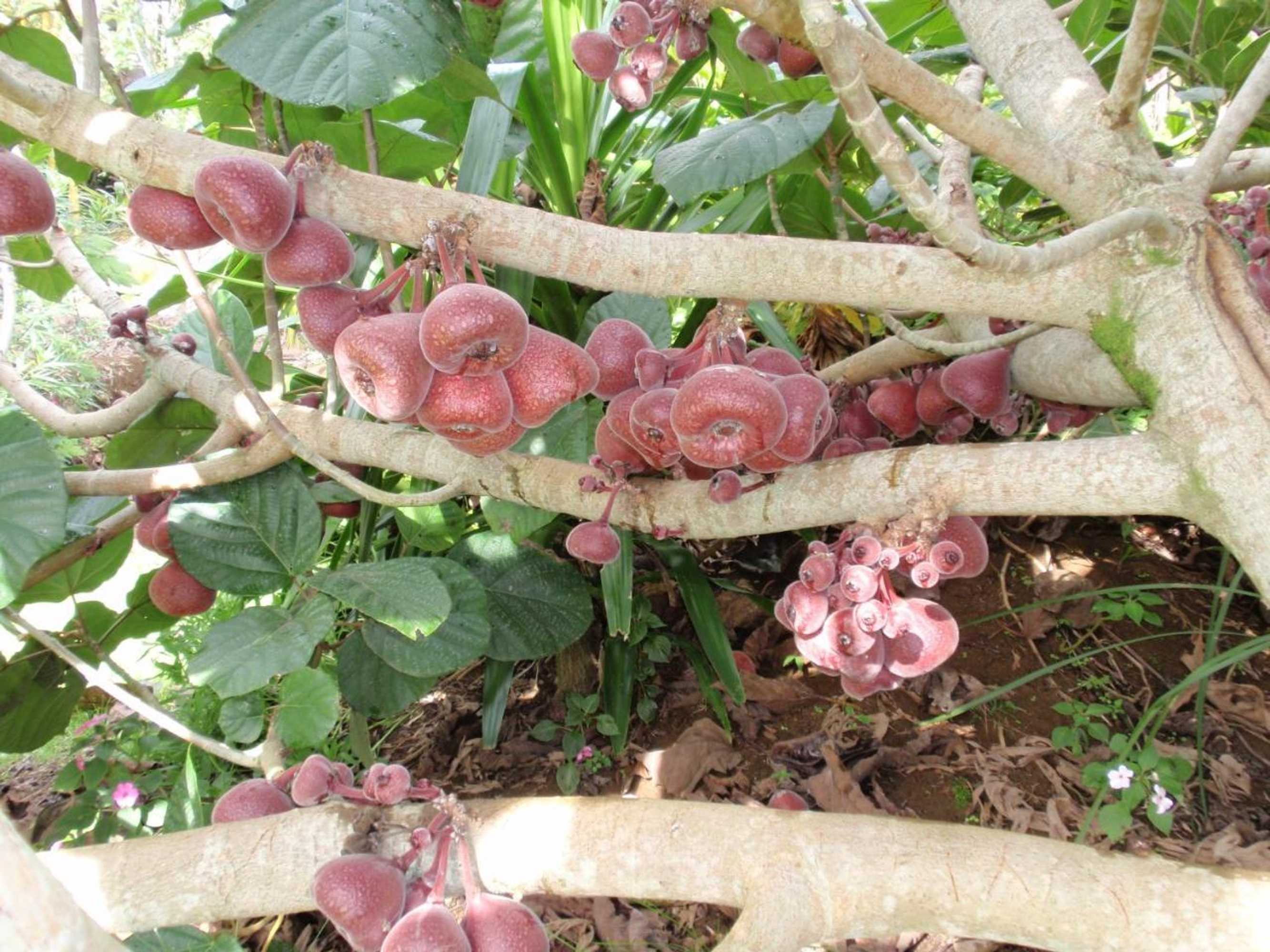 Gift card for Wharepuke Subtropical Accommodation Gift card for Wharepuke Subtropical Accommodation