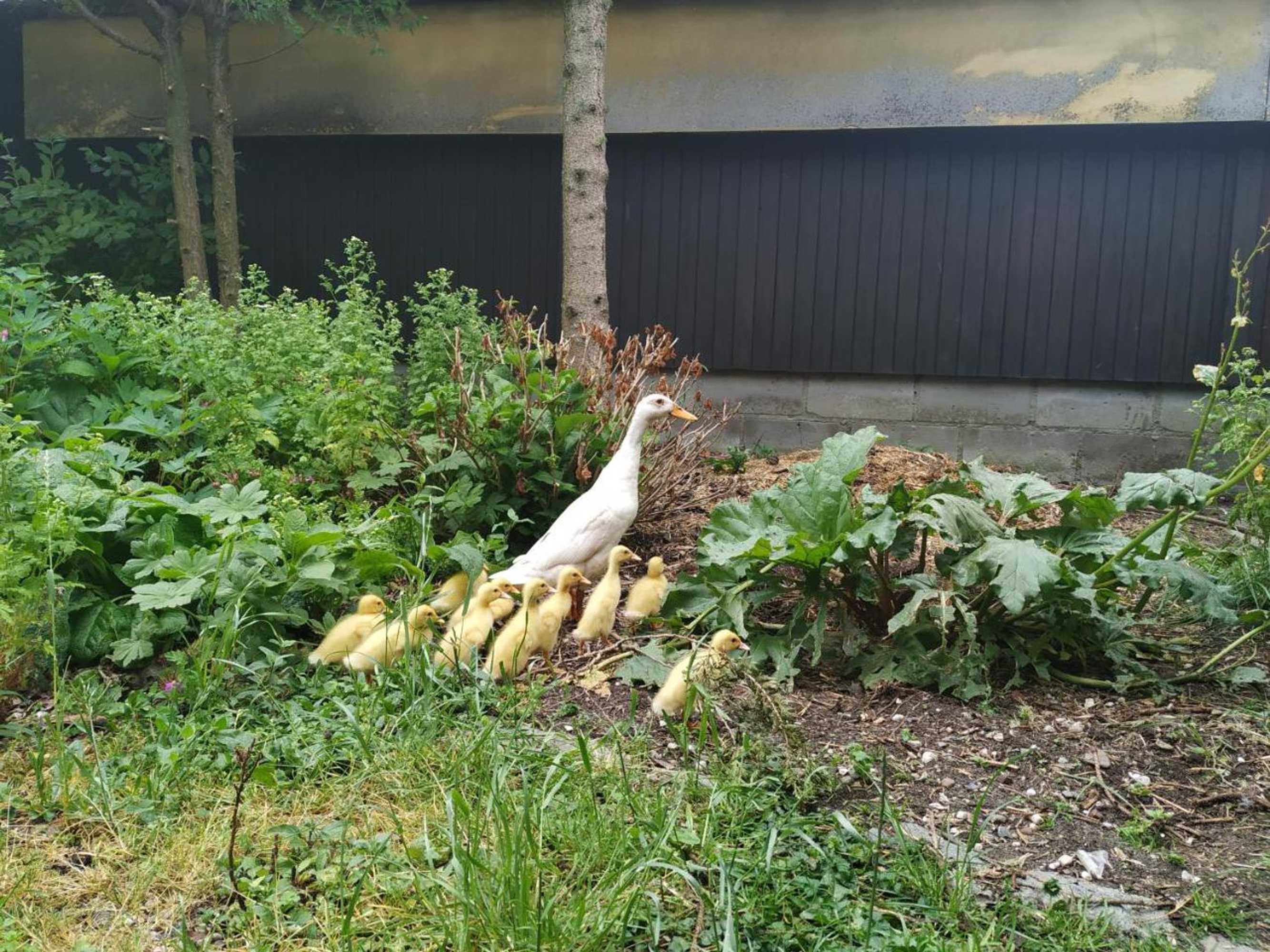 Gift card for Chalet 