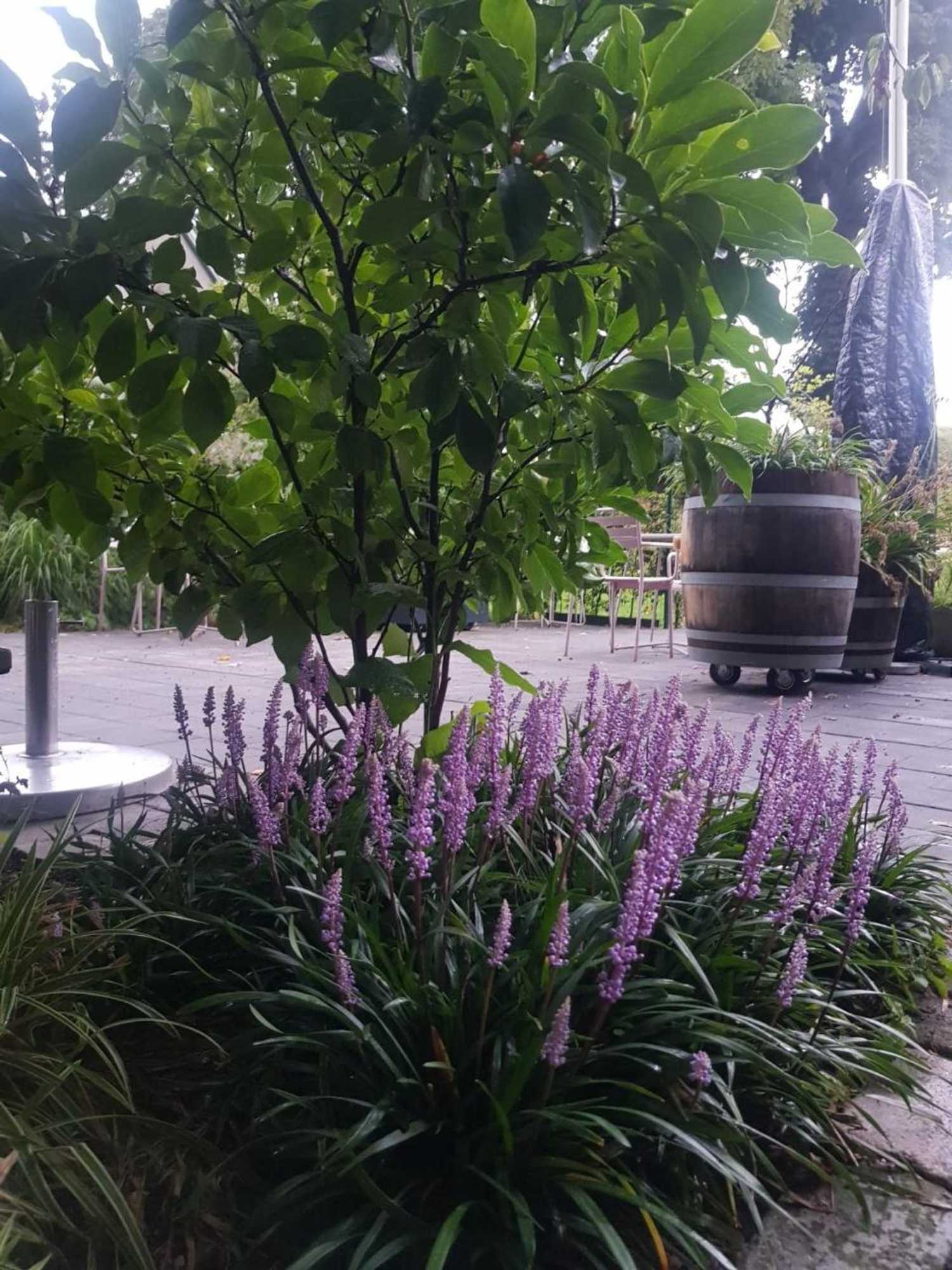 Gift card for Theetuin Onder de Pannen