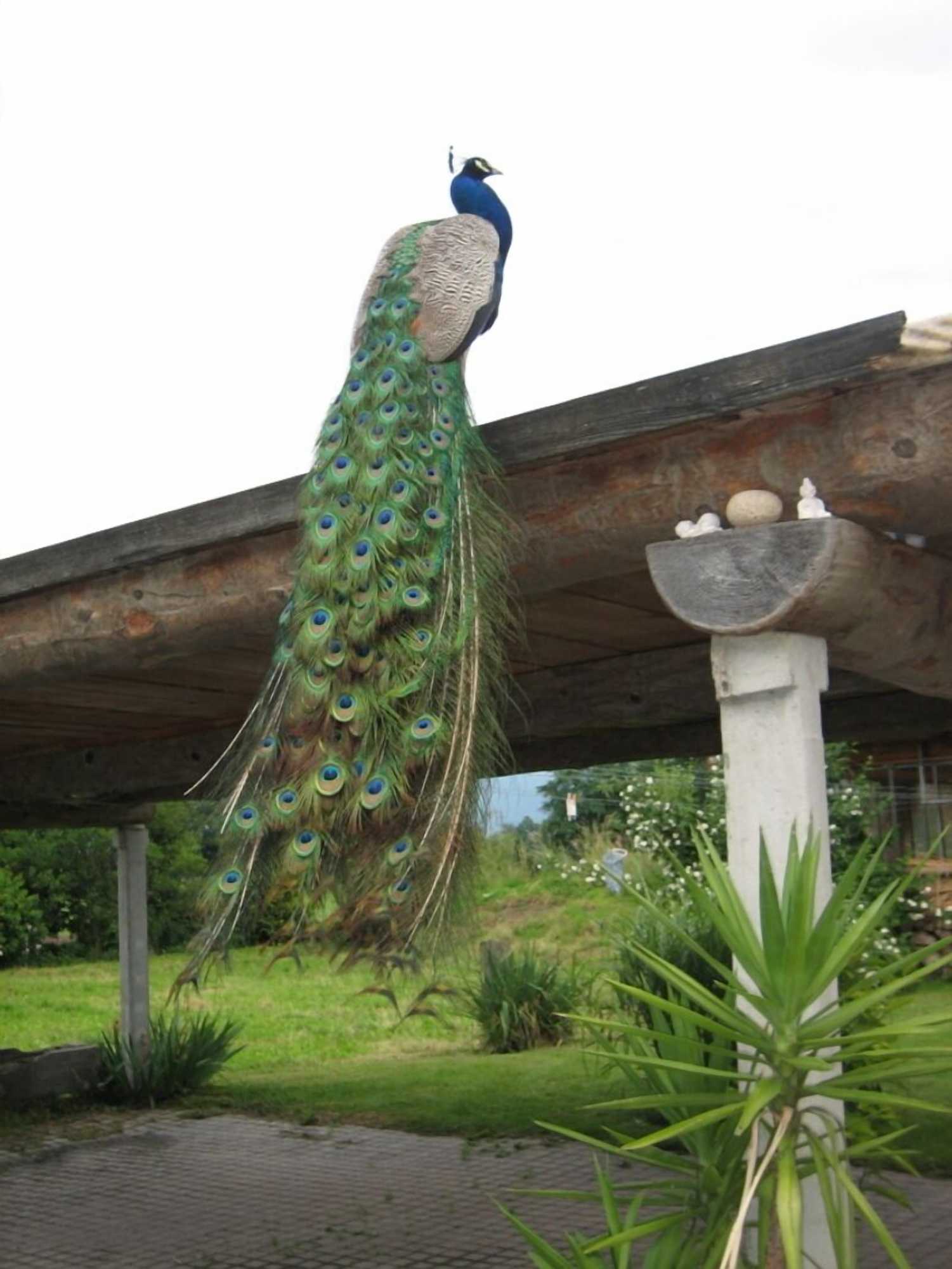 Gift card for Steigmatt Bauernhof - Erlebnis