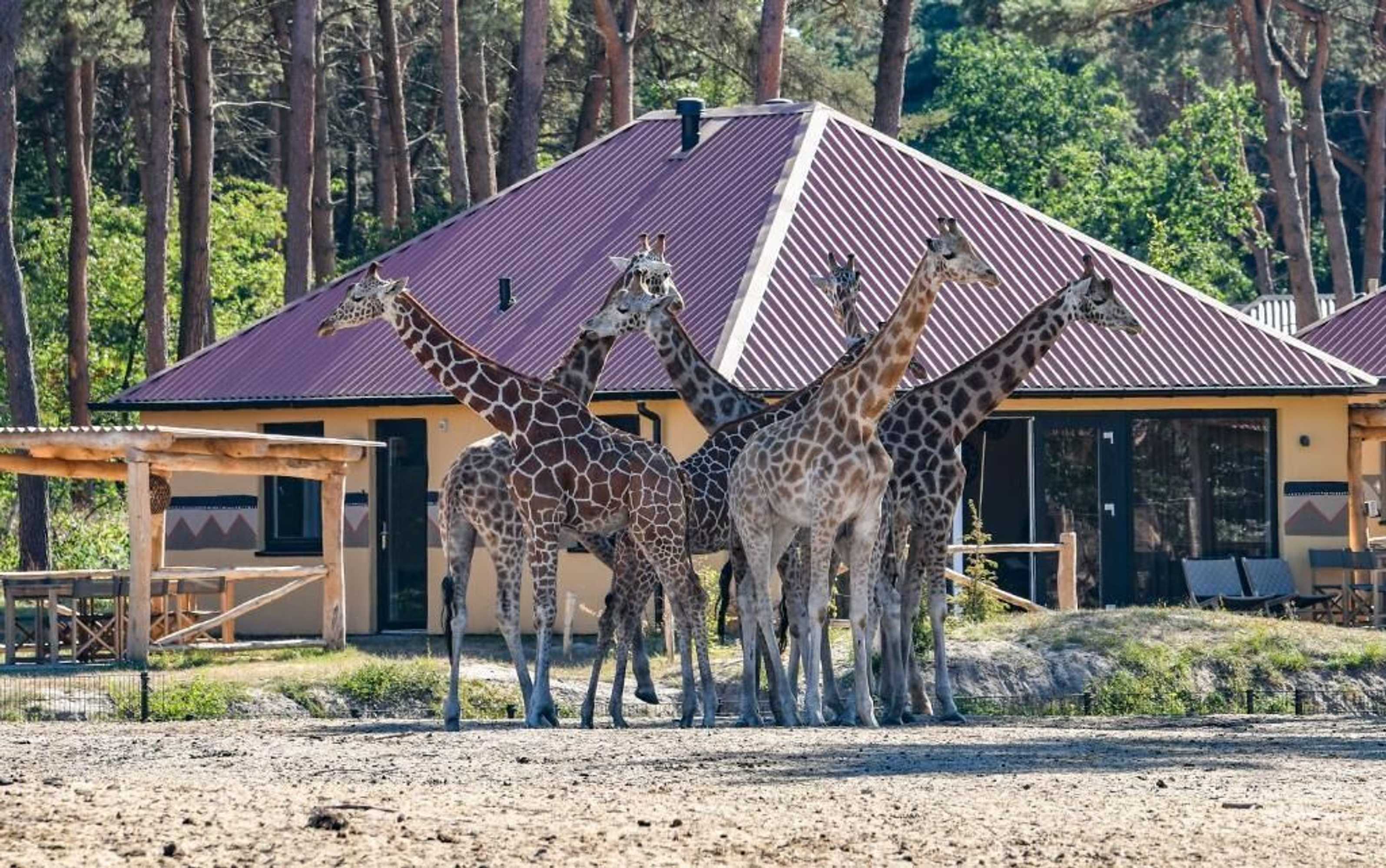 Gift card for Safari Resort Beekse Bergen Gift card for Safari Resort Beekse Bergen