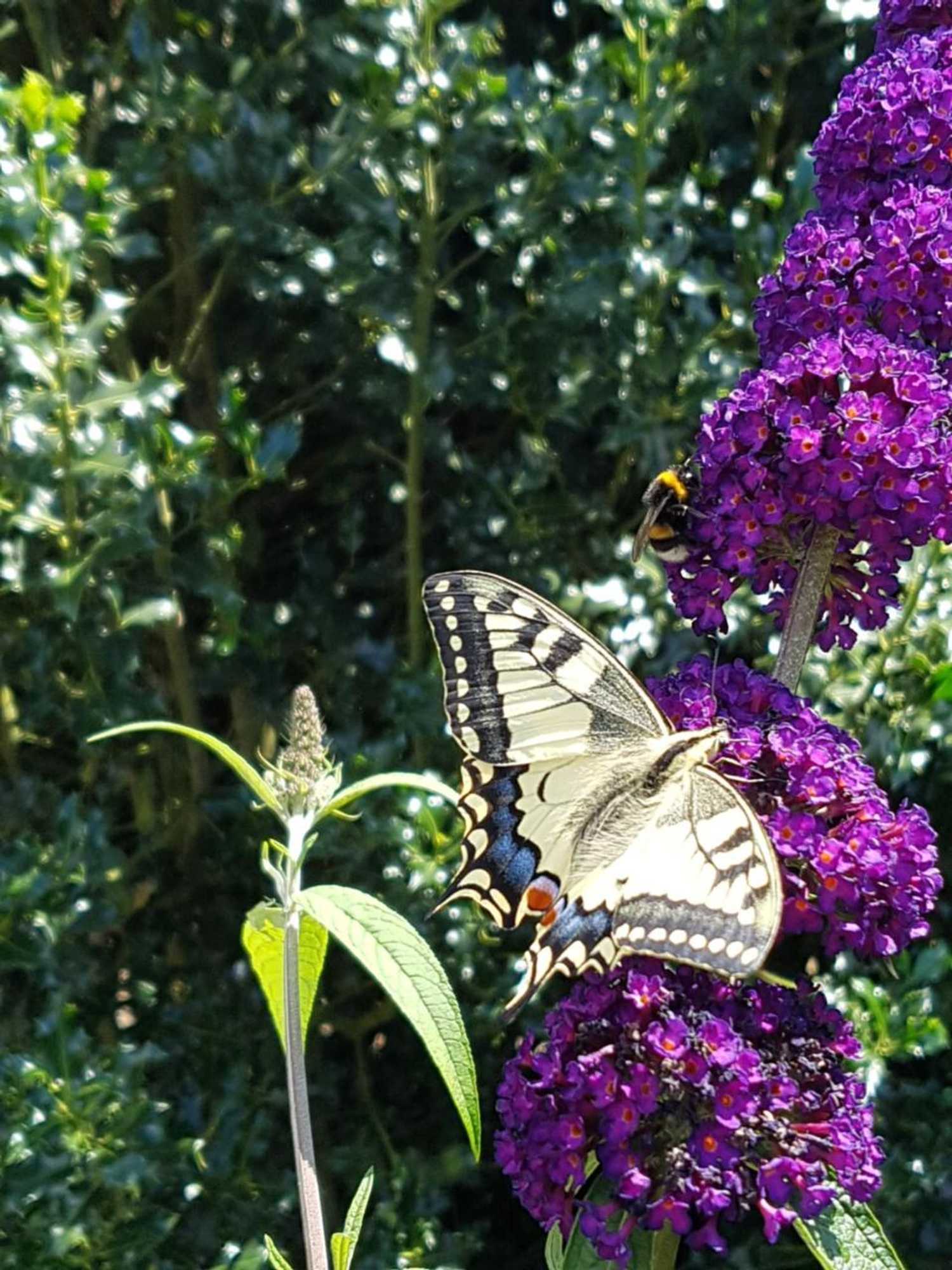 Gift card for Bed&breakfast Kamersven