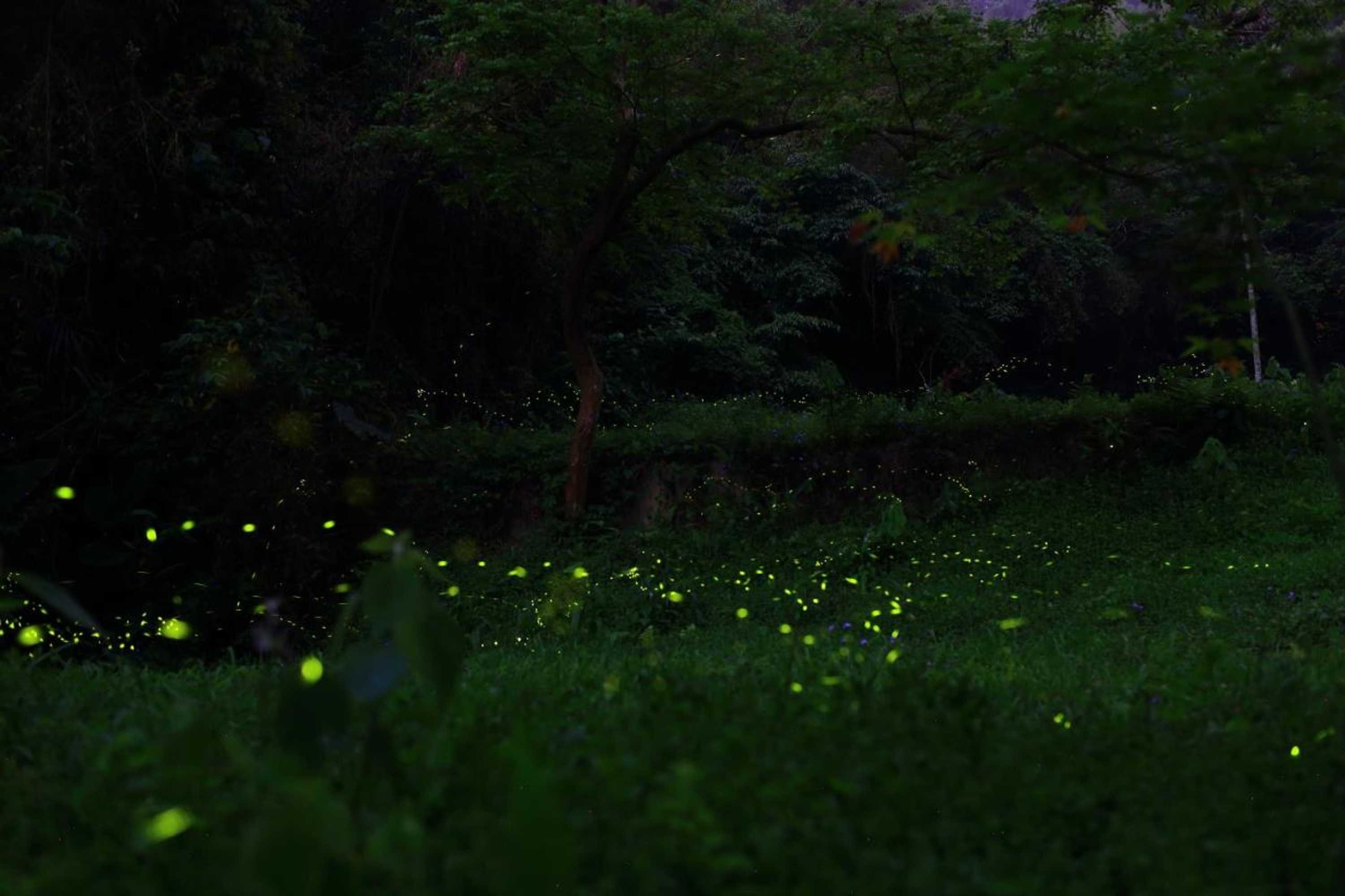 Gift card for Xiangyang Tianyuan