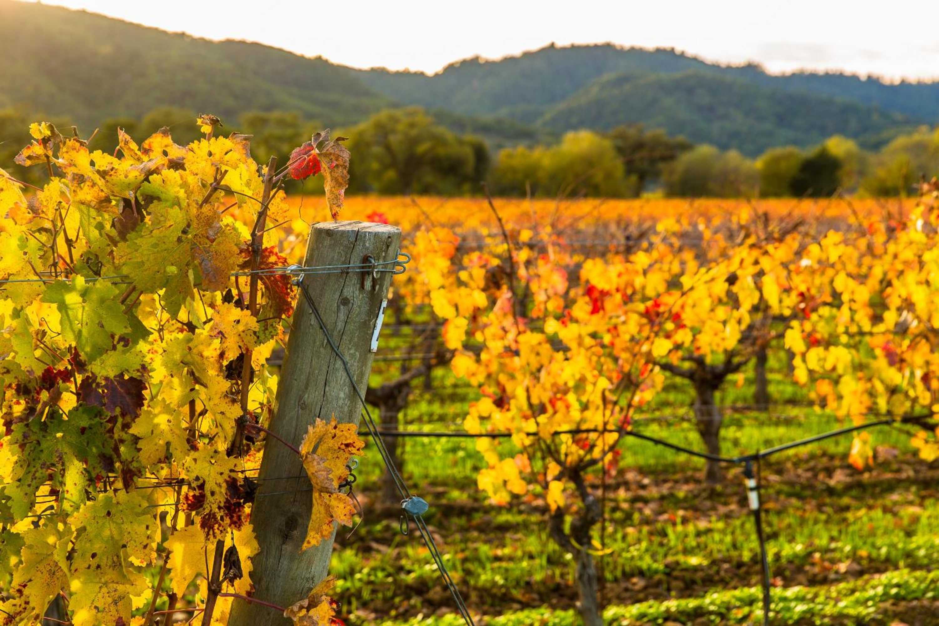 Gift card for Inn St Helena