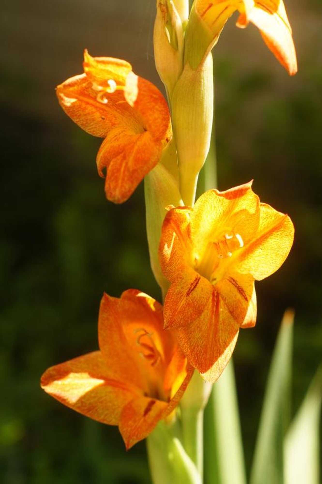 Gift card for The Fever Tree Guest House Gift card for The Fever Tree Guest House