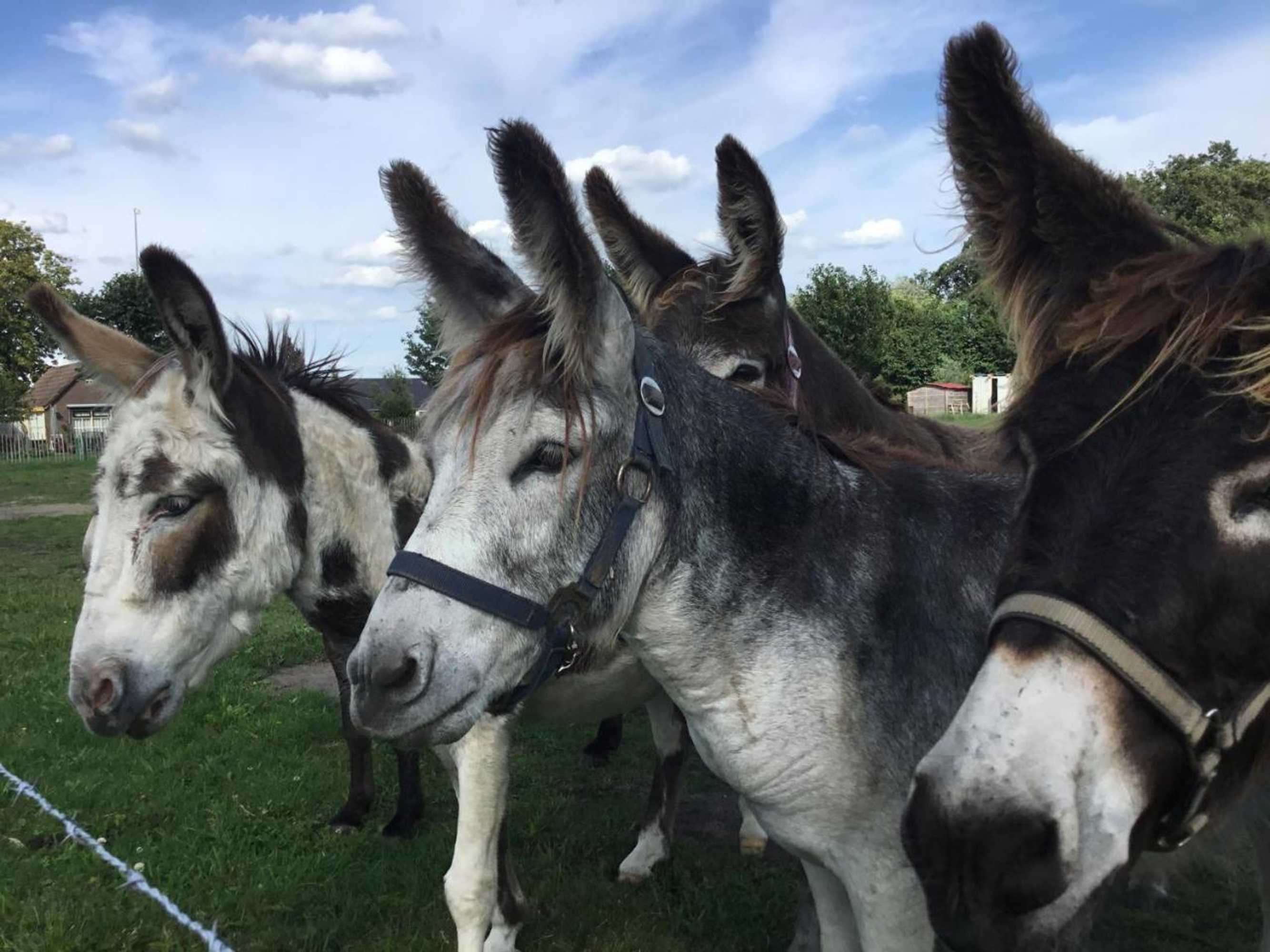 Gift card for Bed & Breakfast El Manso