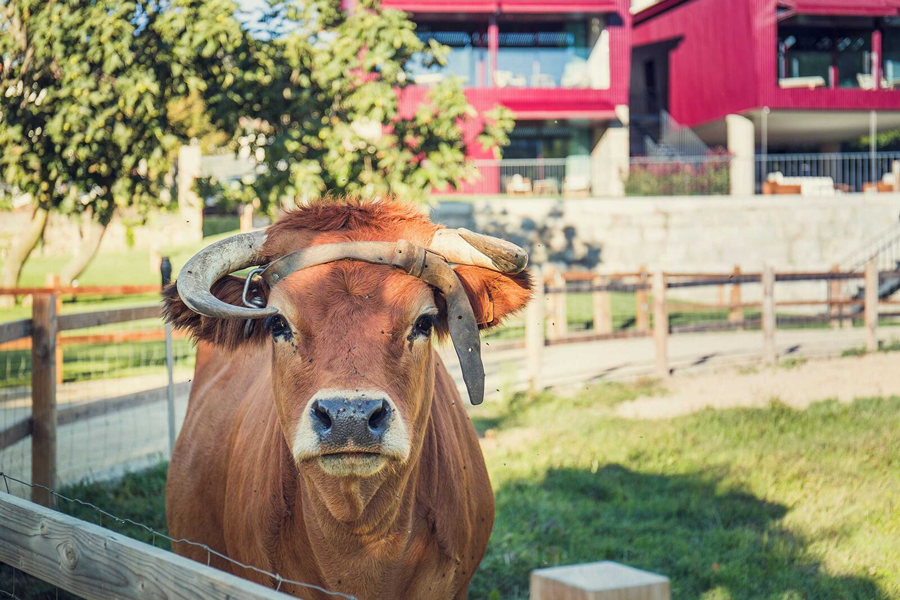 Gift card for Quintãs Farm Houses