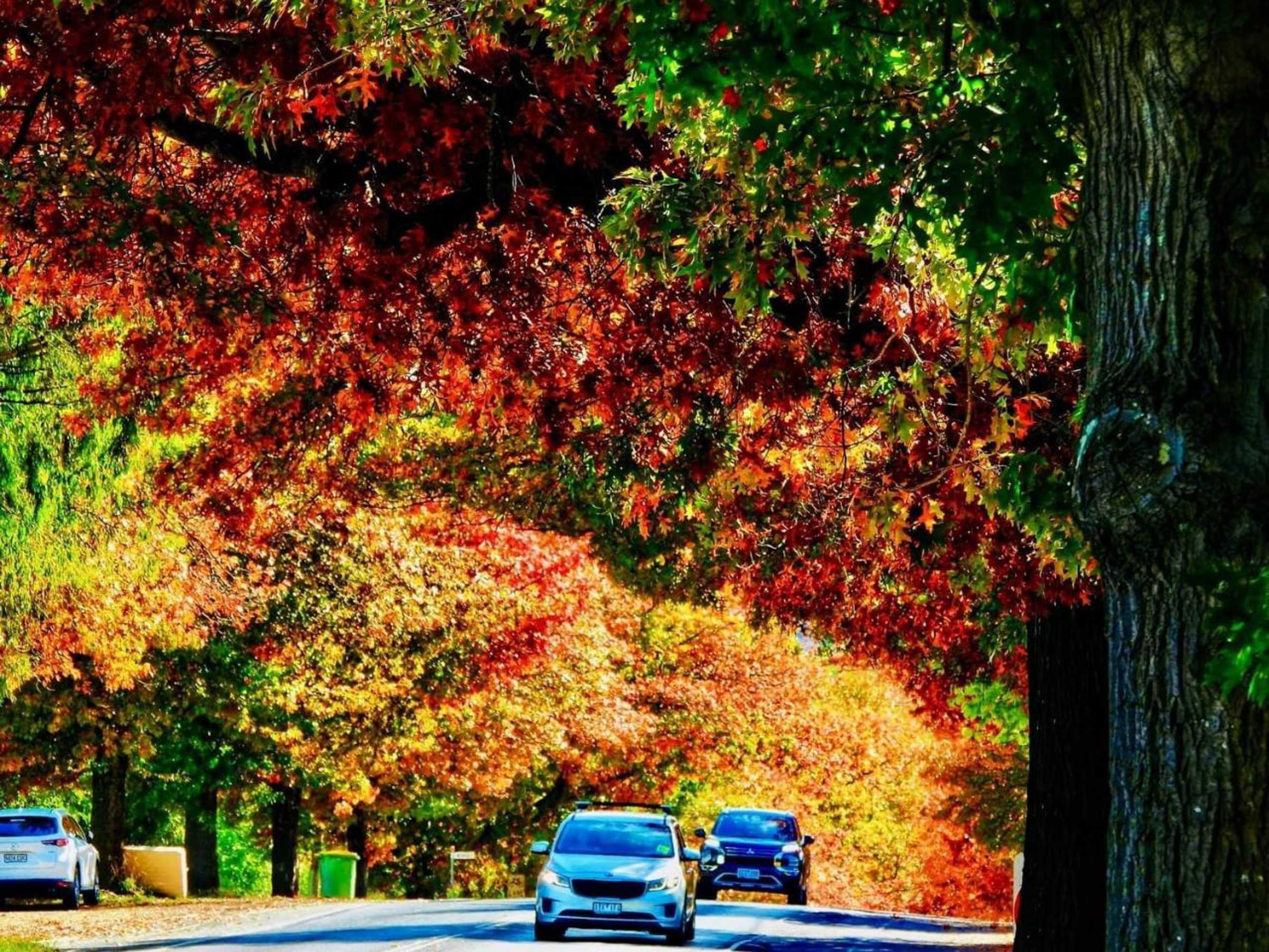 Gift card for Magnolia Cottage Healesville