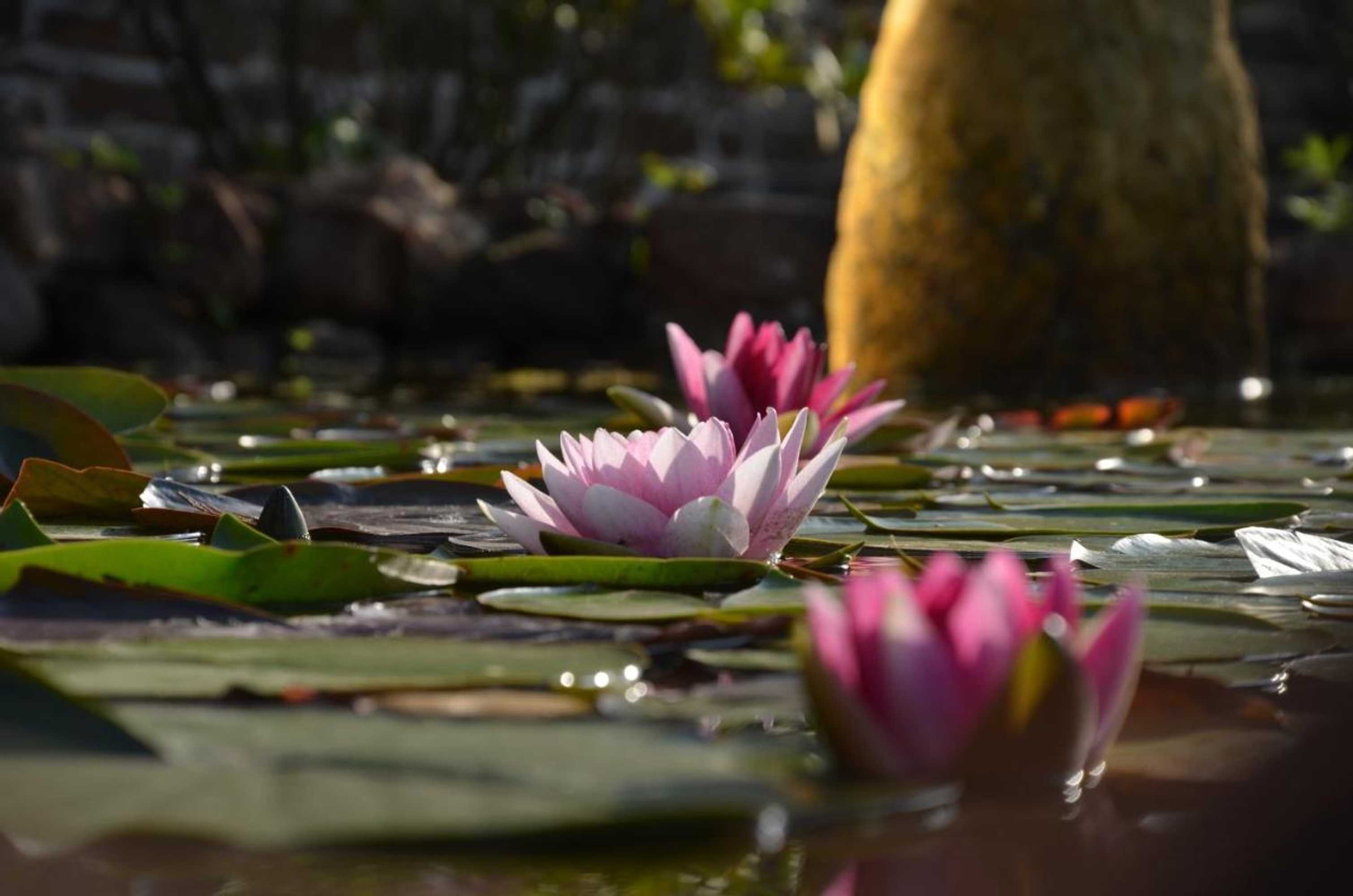 Gift card for Pension Haus Adams