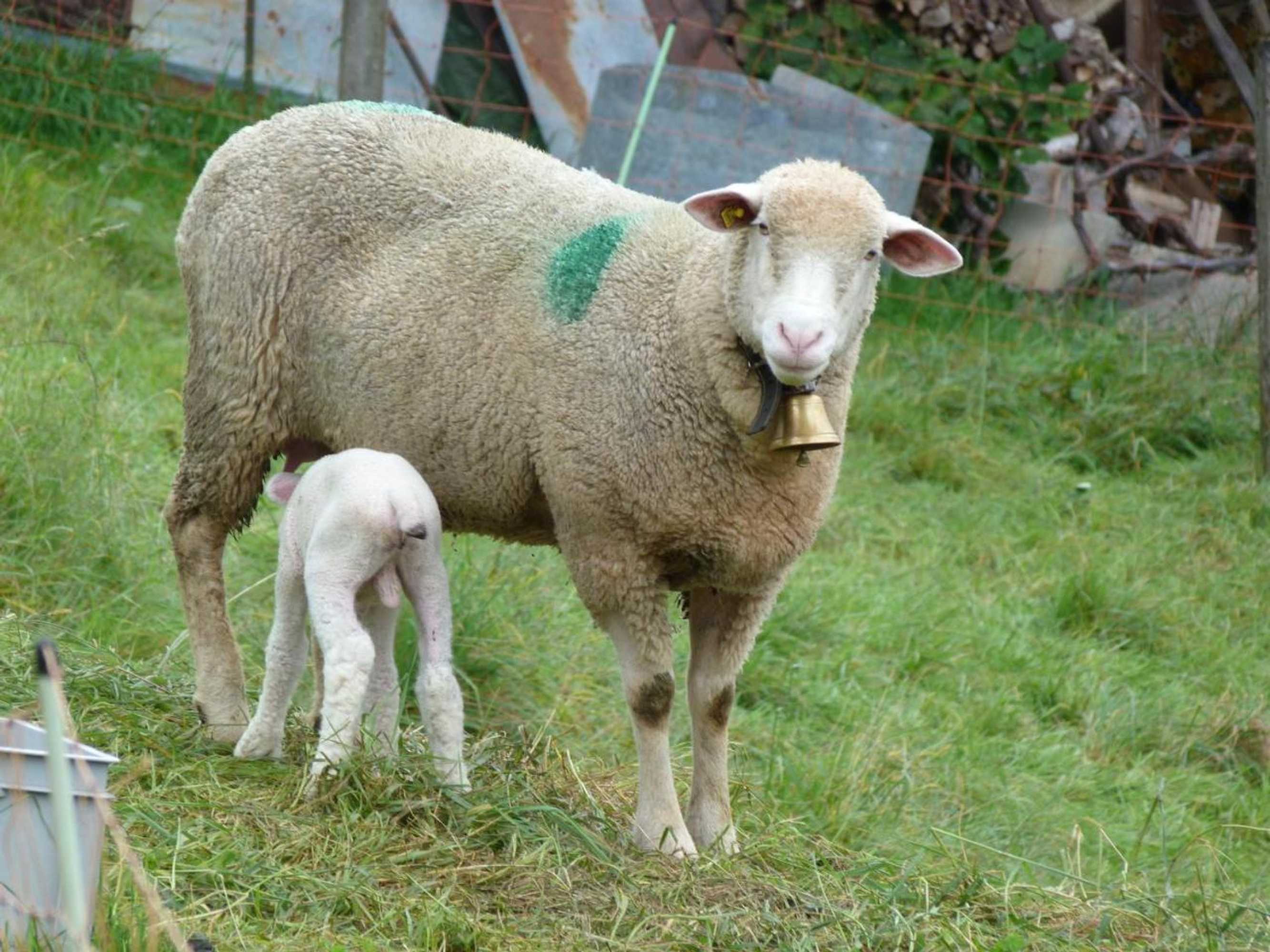 Gift card for Bnb Goldberg