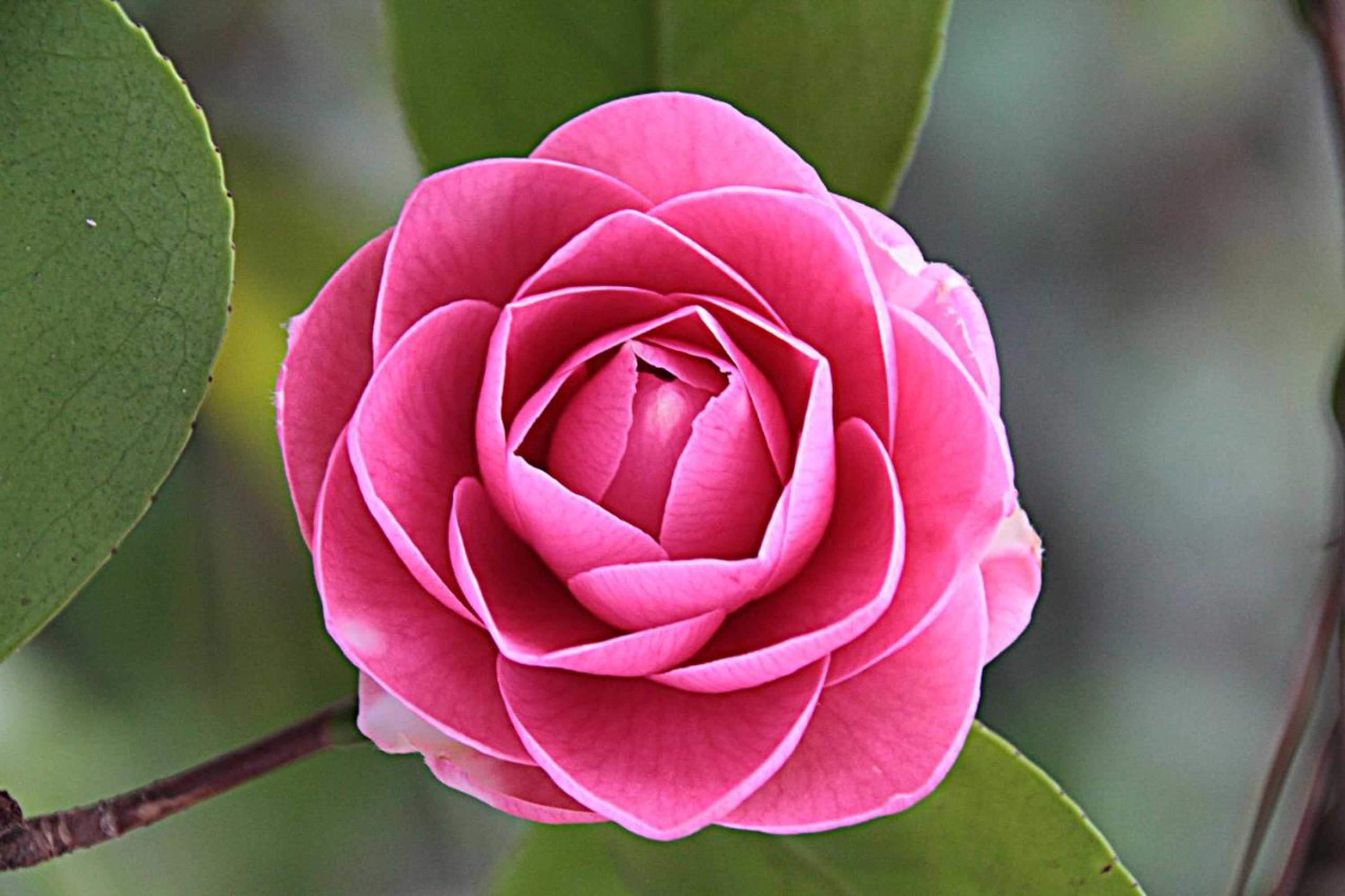 Gift card for Poets Cottage Fireplace Spa Bath Scenic Treks Pet Friendly