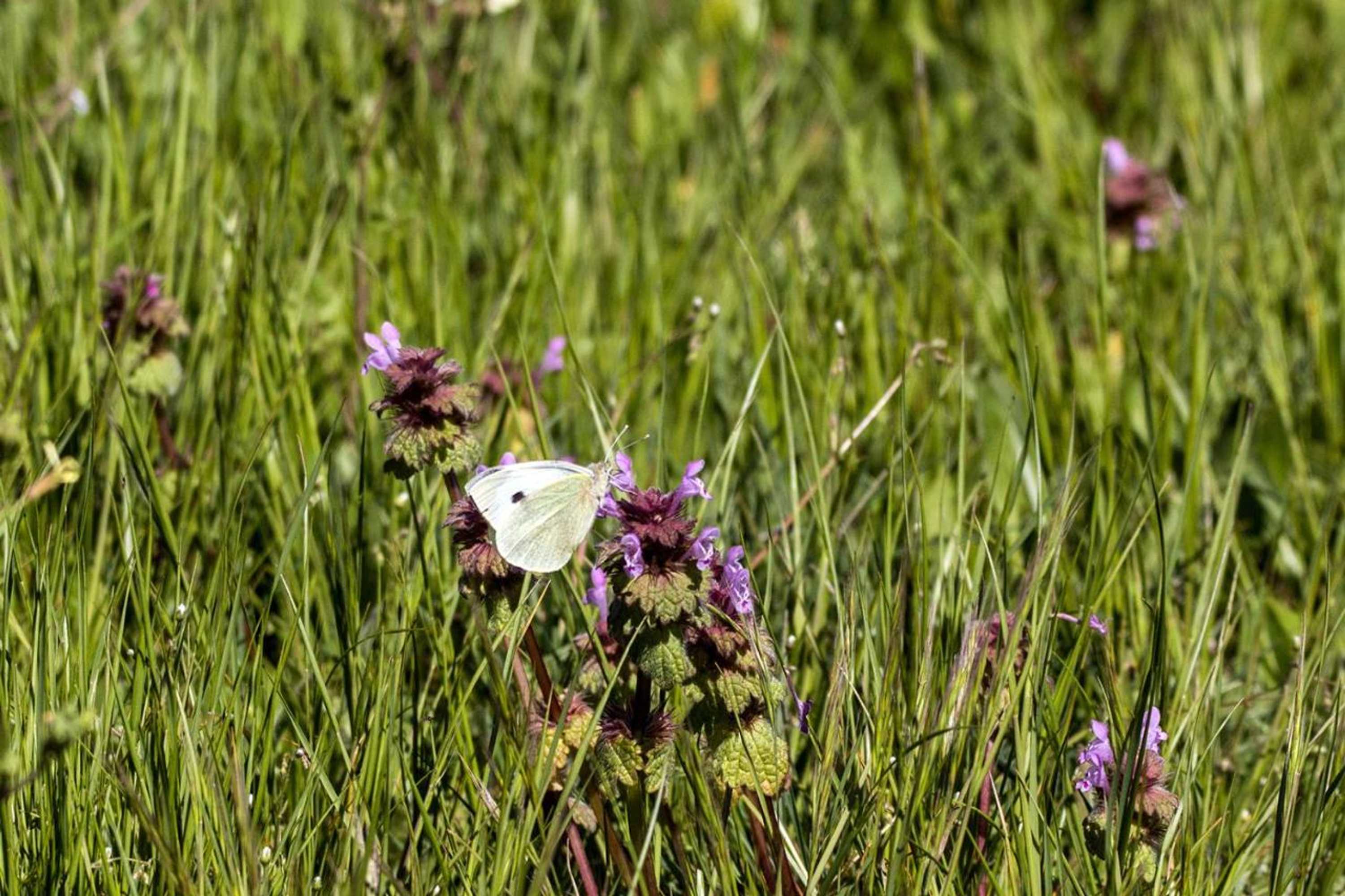 Gift card for Casa da Mina