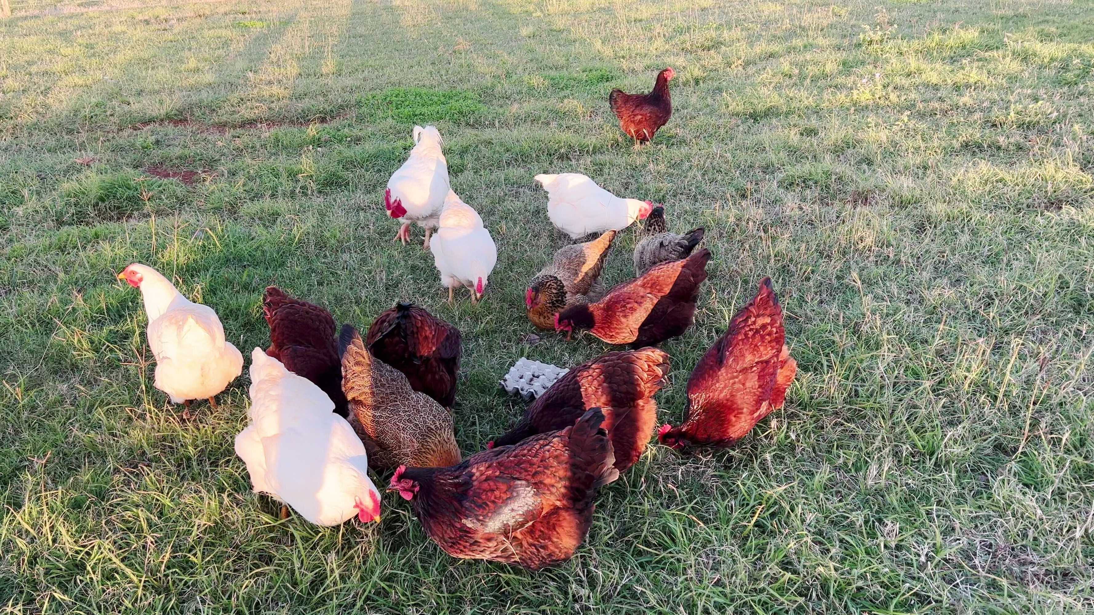 Gift card for Seven Peaks Farm Stay