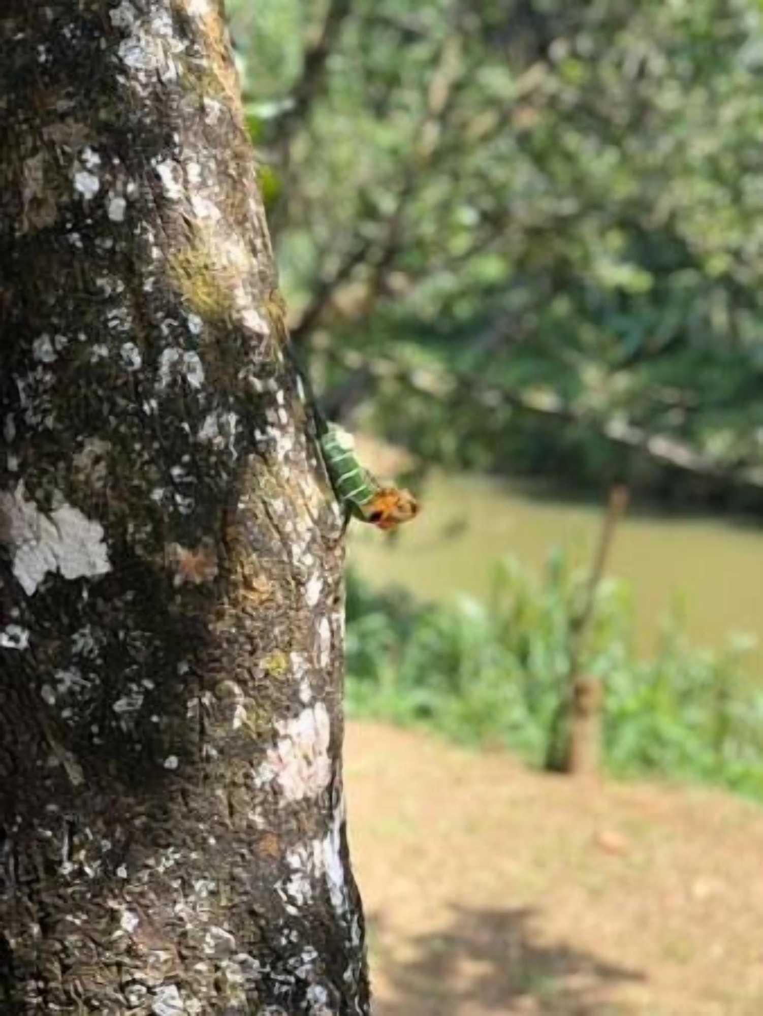 Gift card for 360 Rainforest