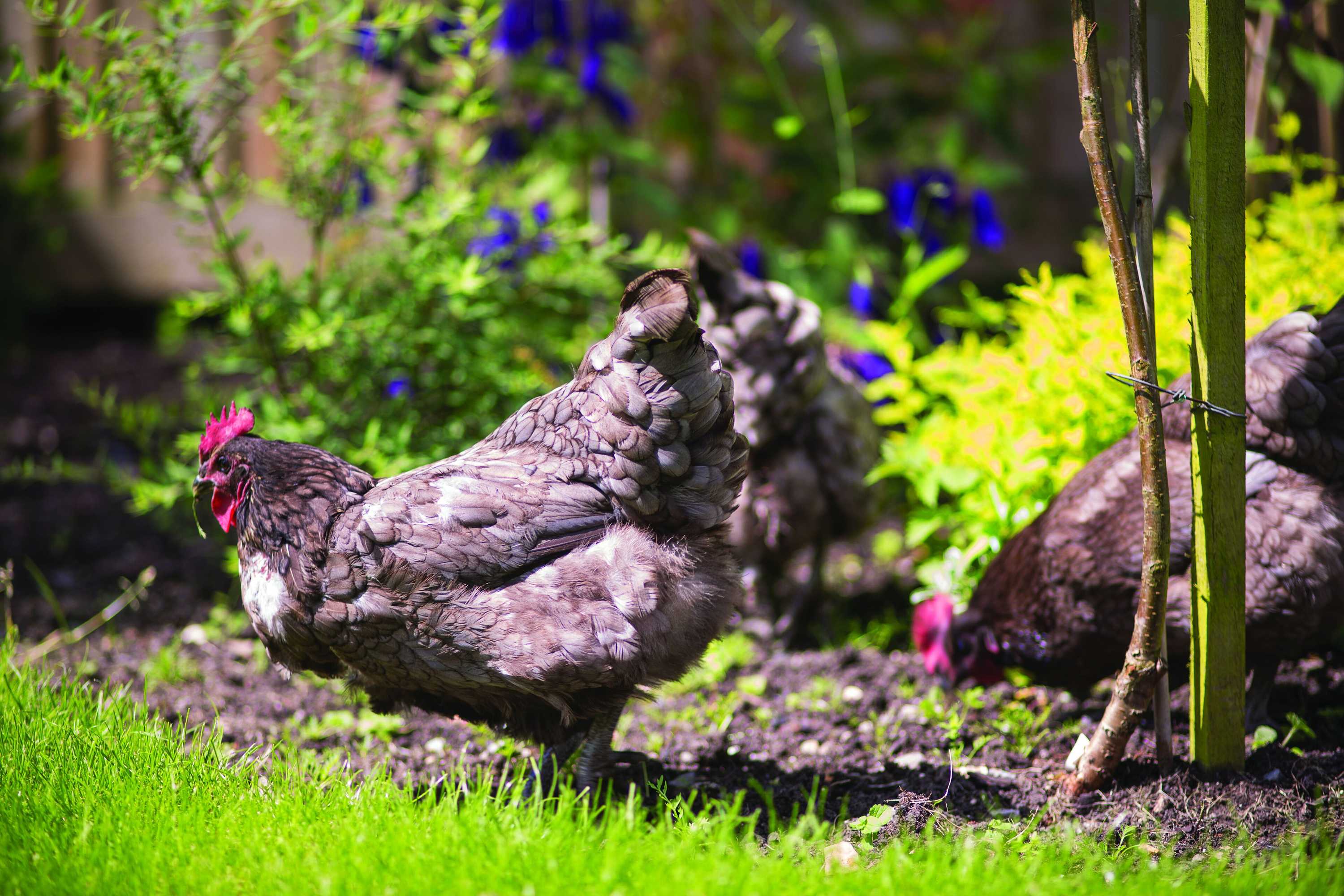 Gift card for Withy Cottages