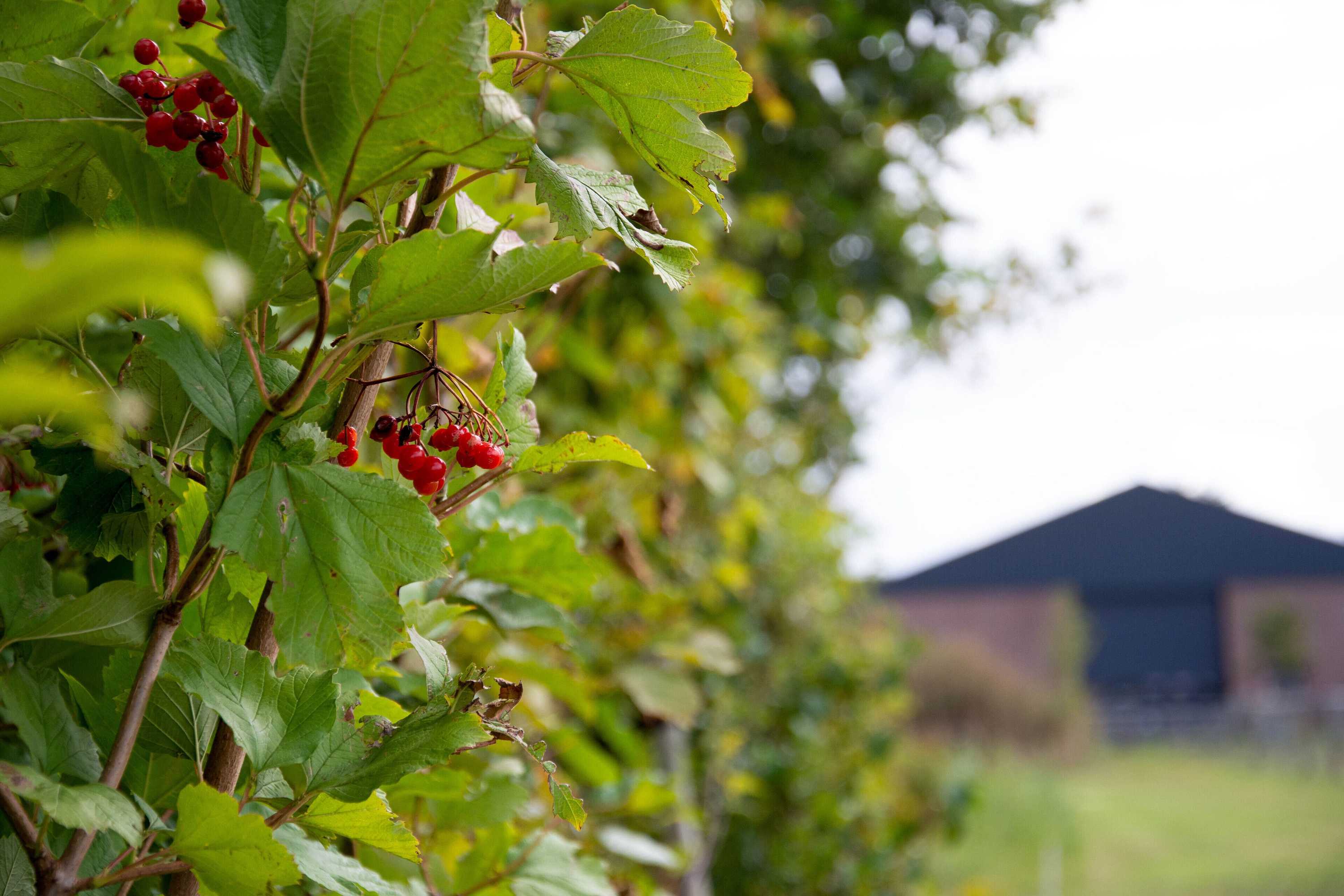 Gift card for Antonius Hoeve