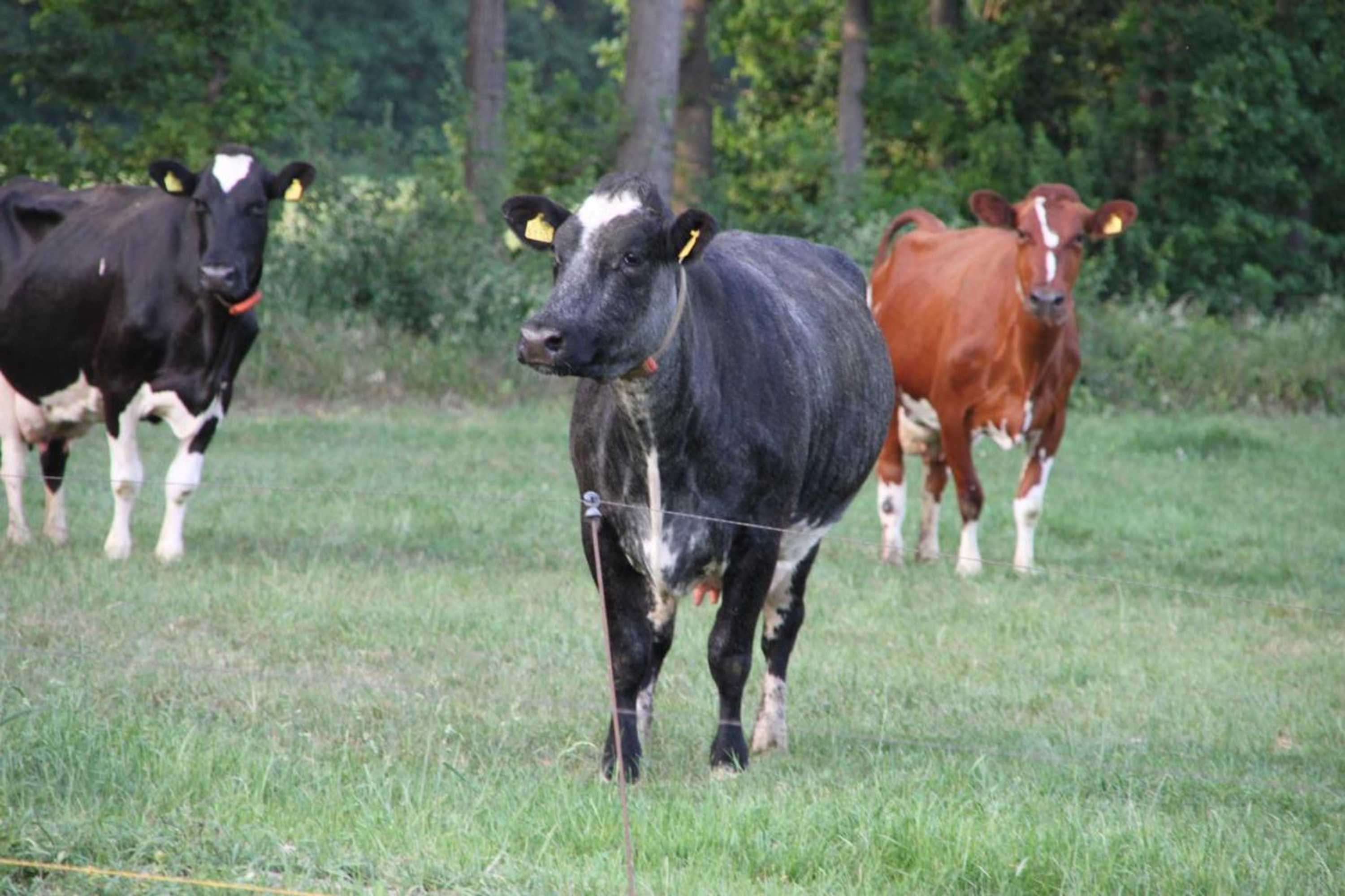 Gift card for B&b De Volkelse Hooiberg