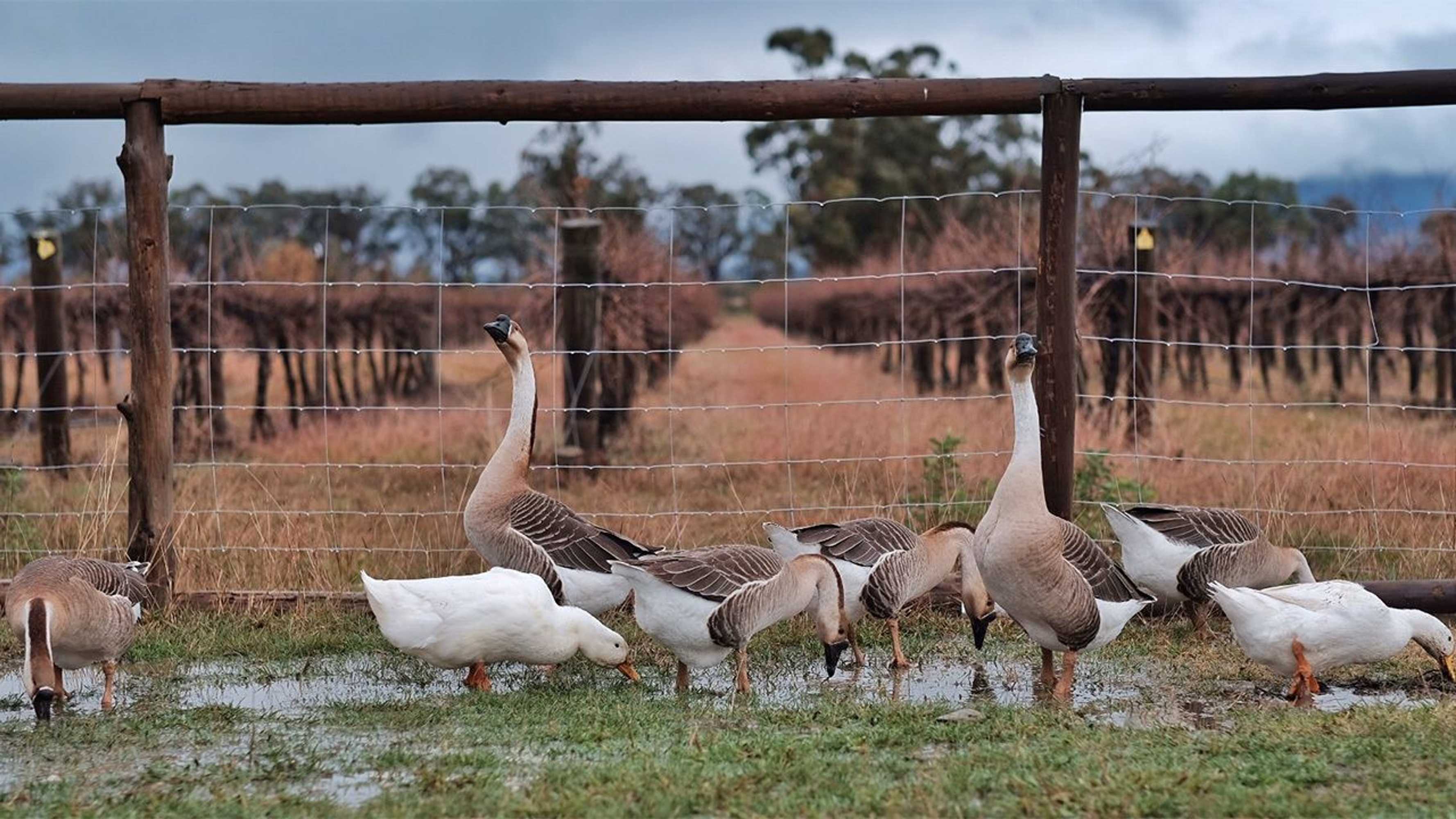 Gift card for The Farmhouse at Blue Wren Wines Gift card for The Farmhouse at Blue Wren Wines