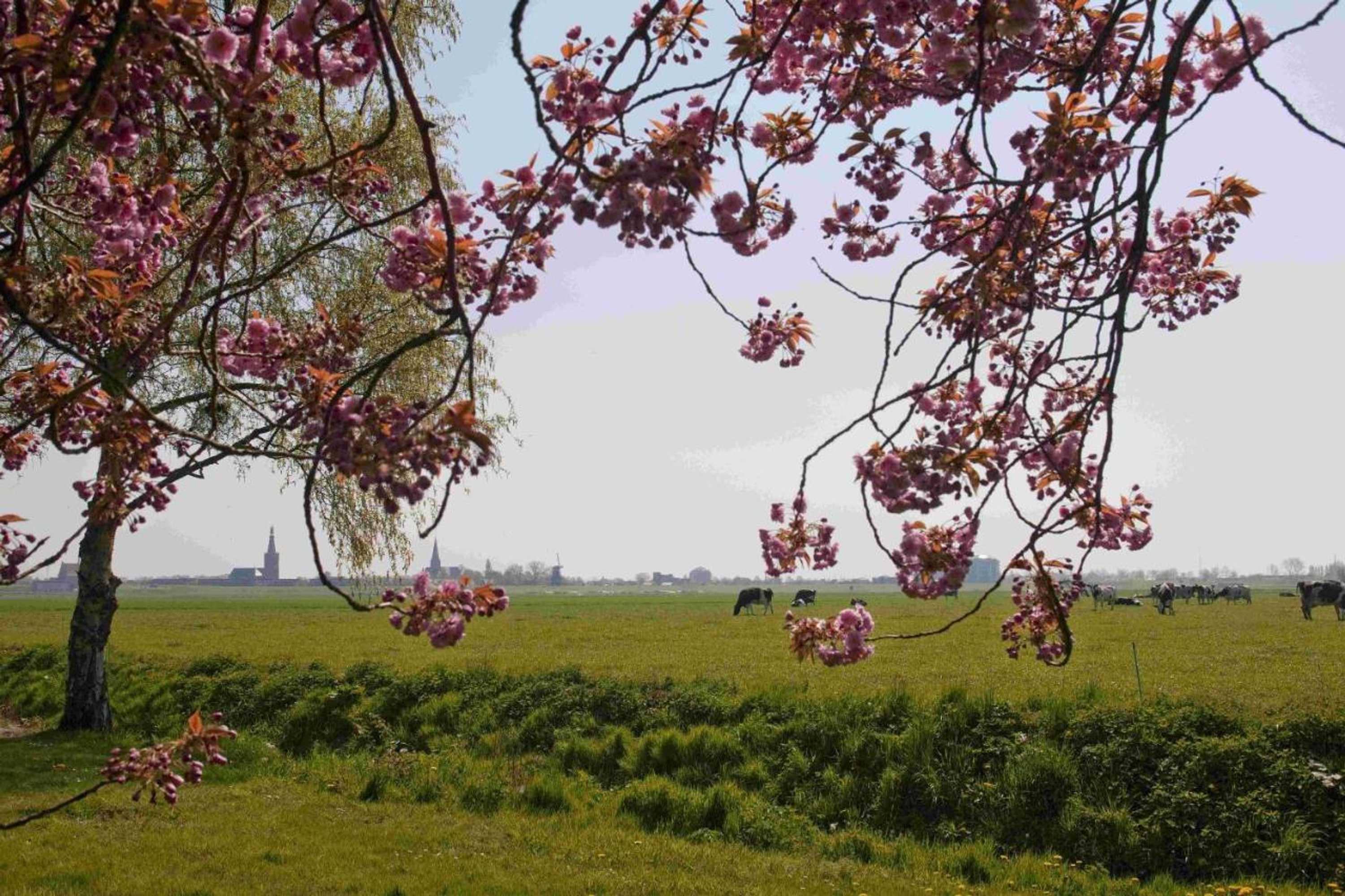 Gift card for Hotelhuisjes Medemblik